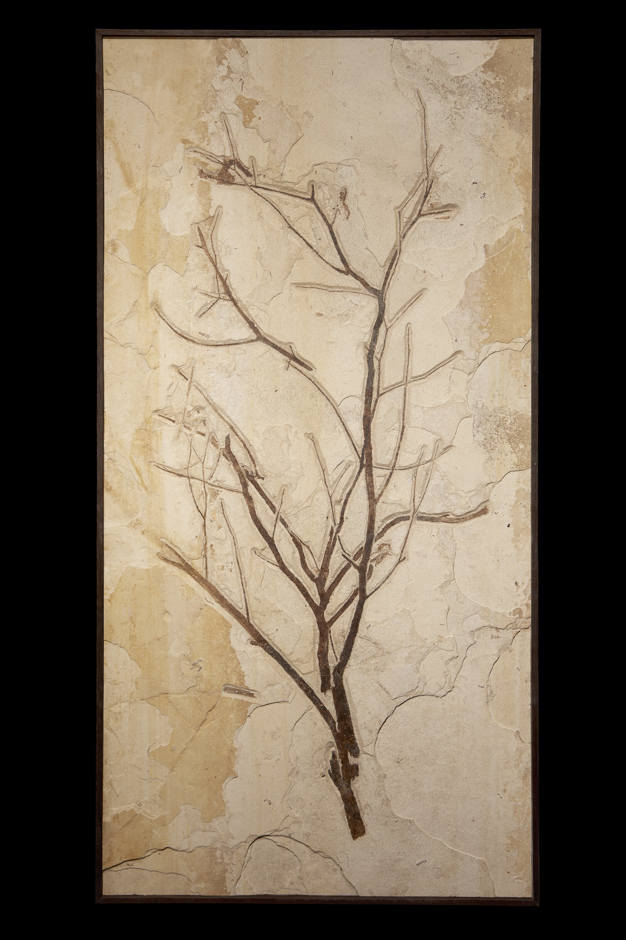 A LARGE FOSSIL BRANCH, GREEN RIVER FORMATION, WYOMING, USA Christie’s