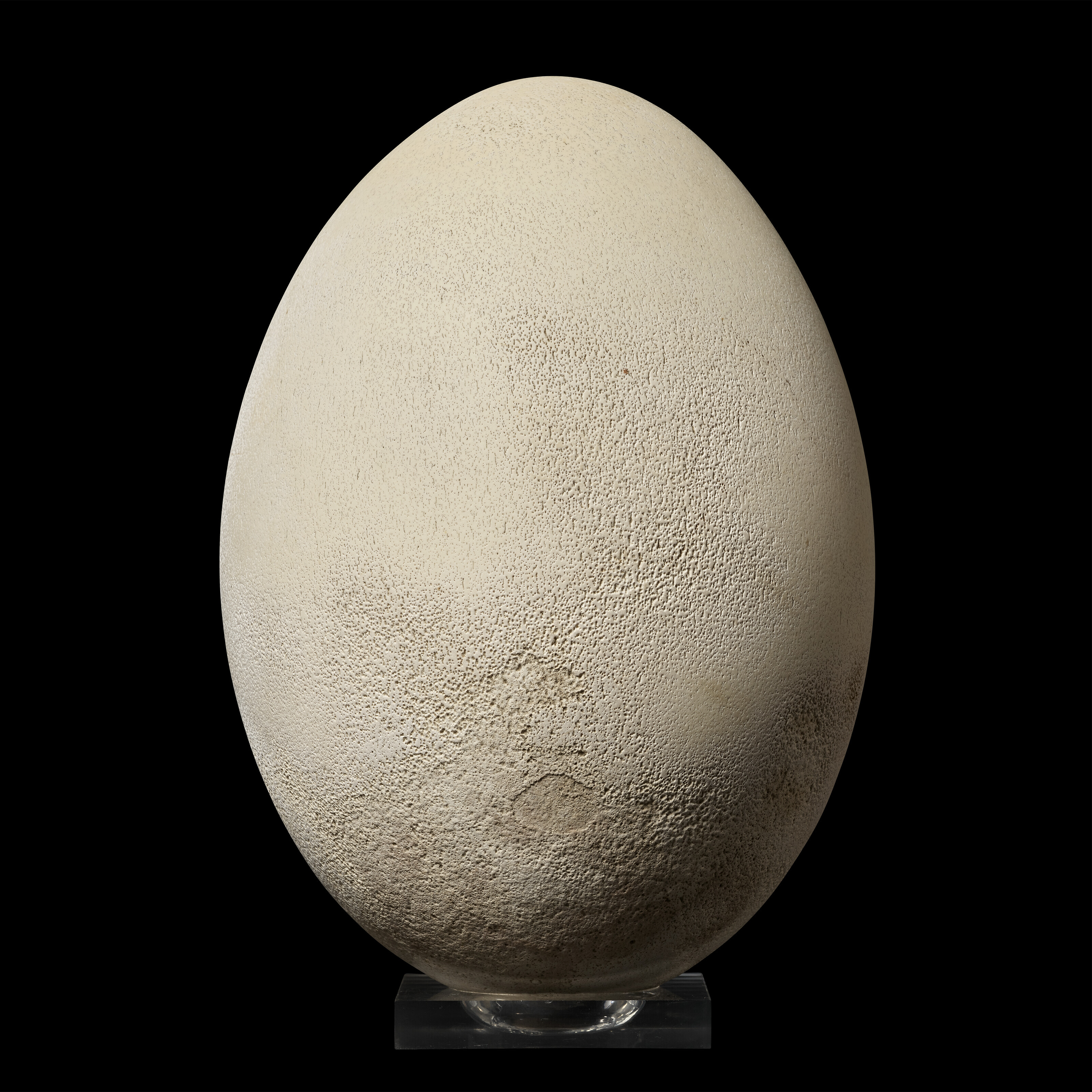 Look: Extinct 'elephant bird' egg seized by Italian customs 