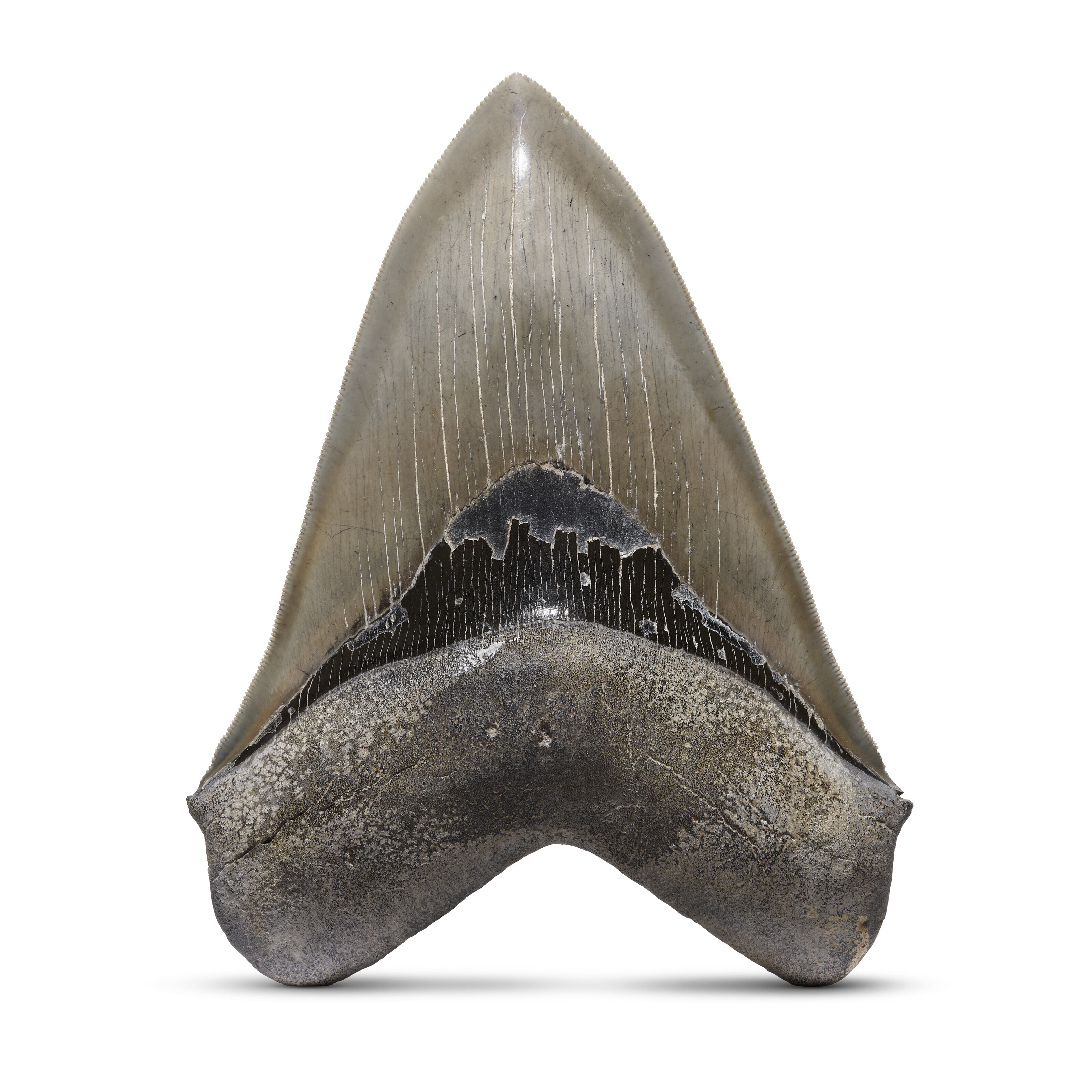 A fine Megalodon tooth, South Carolina, USA. From the Langhian (16-14 million years ago). 5&frac12; x 3⅞ x 1&frac14; in (14 x 9.8 x 3.2 cm). Sold for £3,276 on 24 May 2023 at Christie’s Online