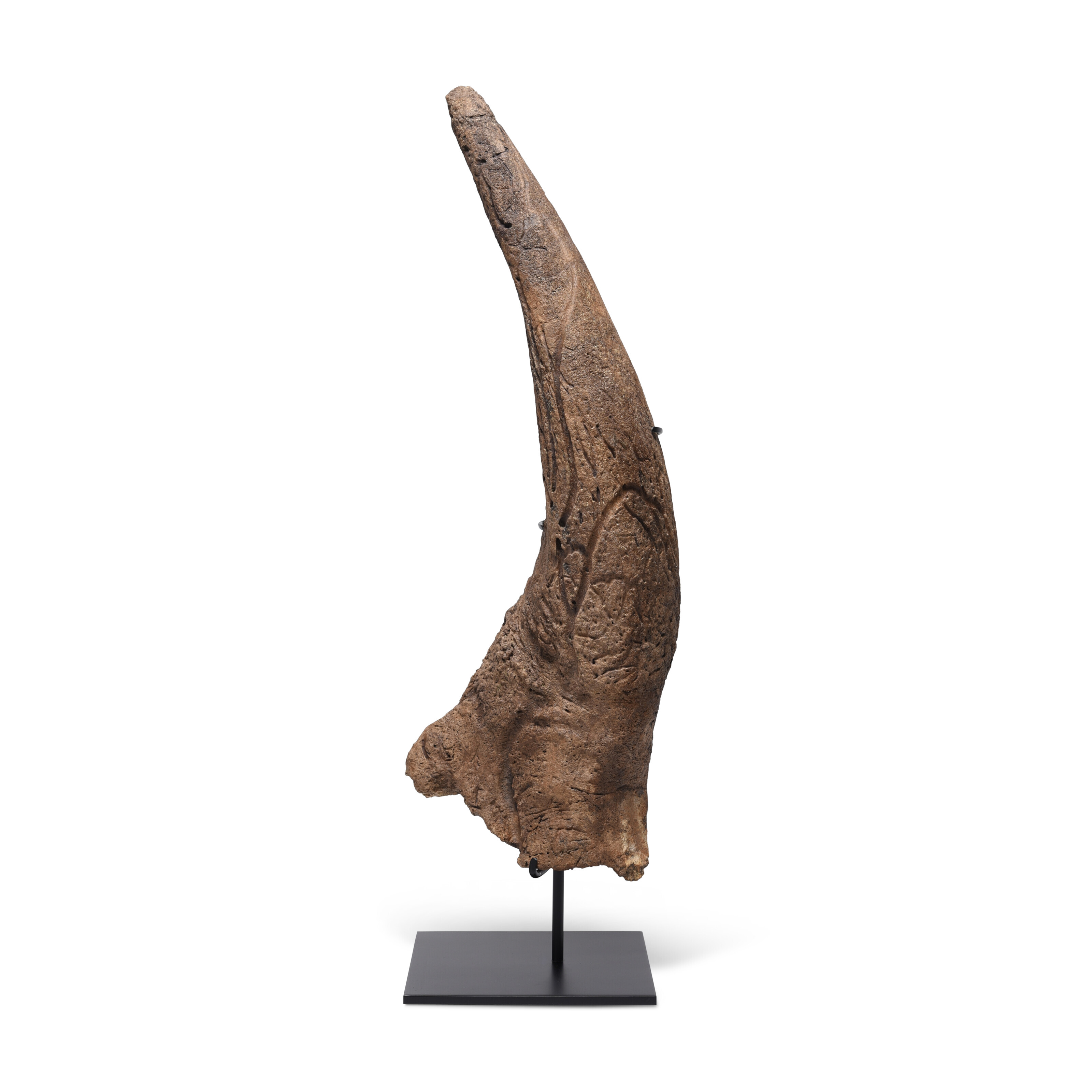 A LARGE TRICERATOPS HORN, HELL CREEK FORMATION, MONTANA, USA