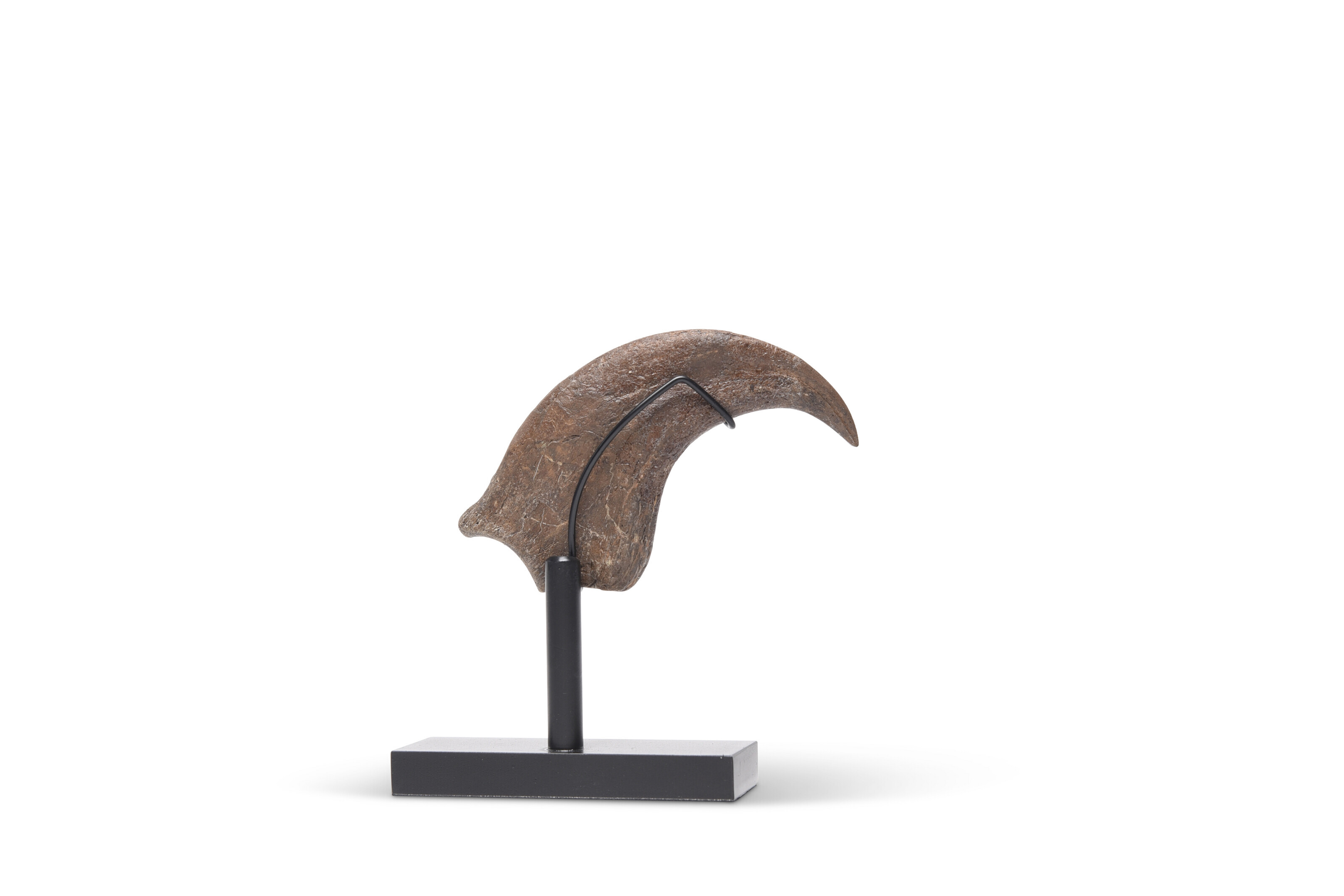 A DINOSAUR CLAW, MONTANA USA Christie's