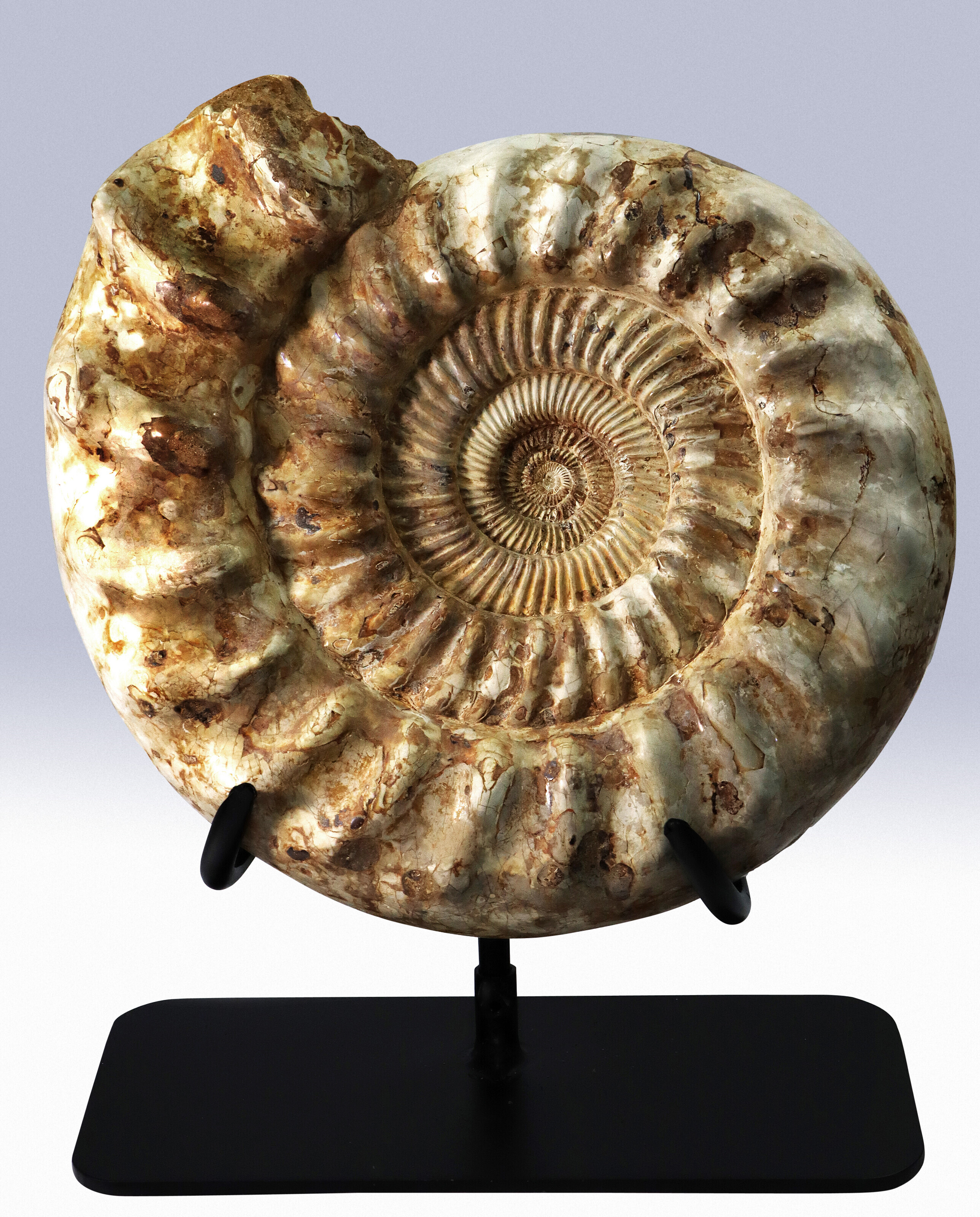 A LARGE AMMONITE, MADAGASCAR | Christie's