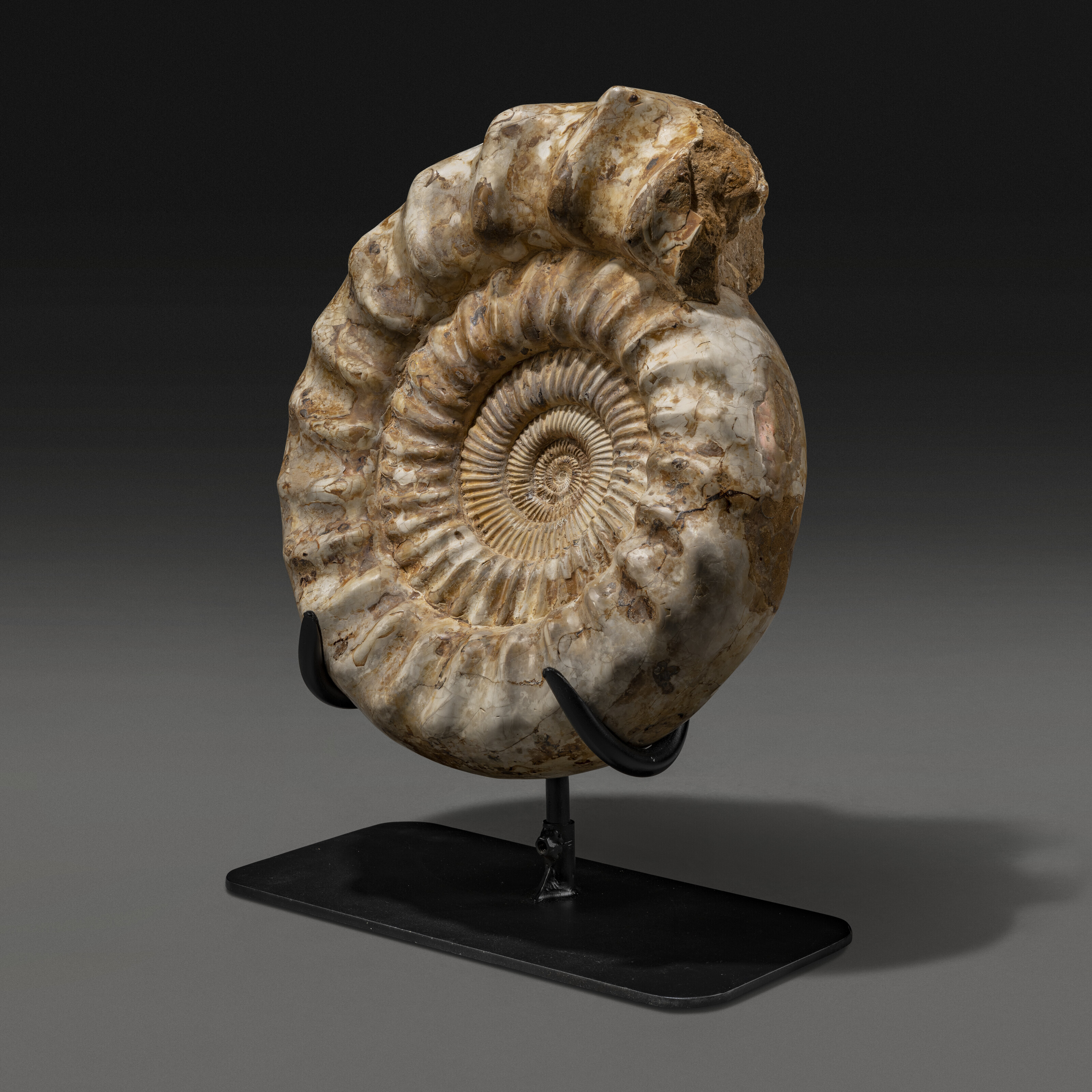 escalators Ammonite 国内プロモ 非売品 Leon Ware A LARGE AMMONITE, MADAGASCAR | Christie's