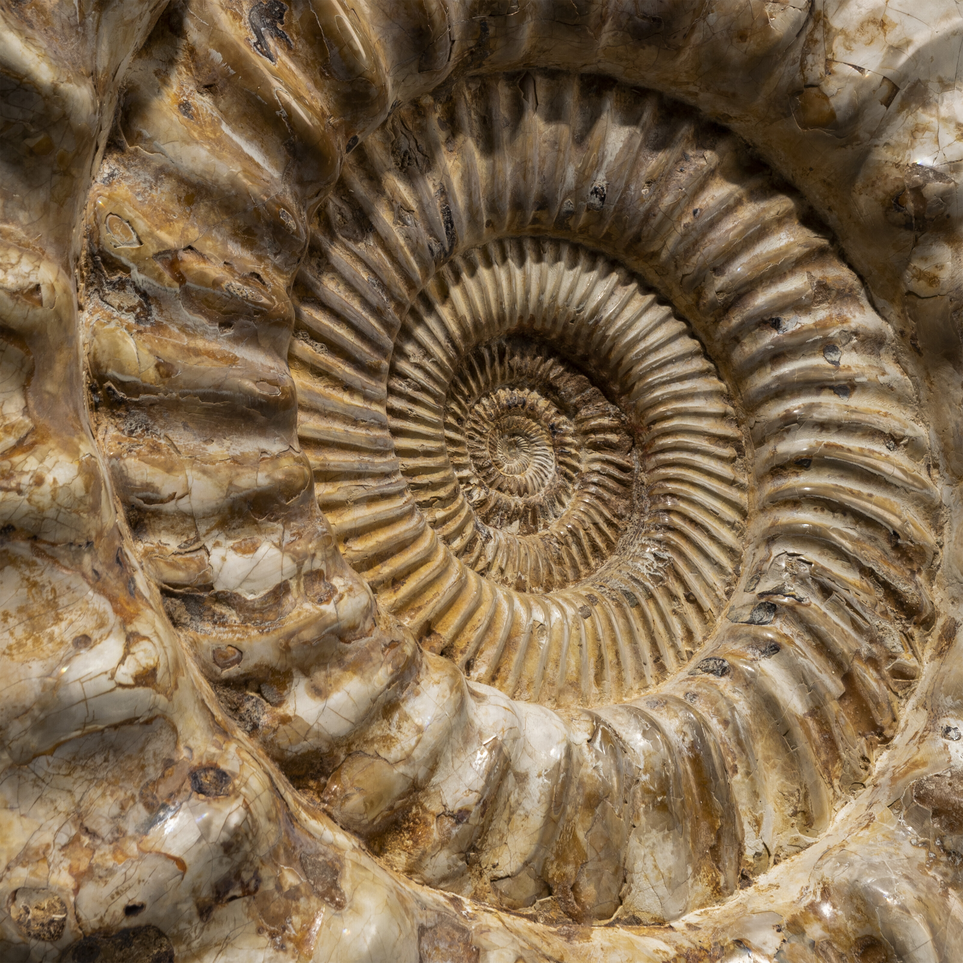 A LARGE AMMONITE, MADAGASCAR | Christie's