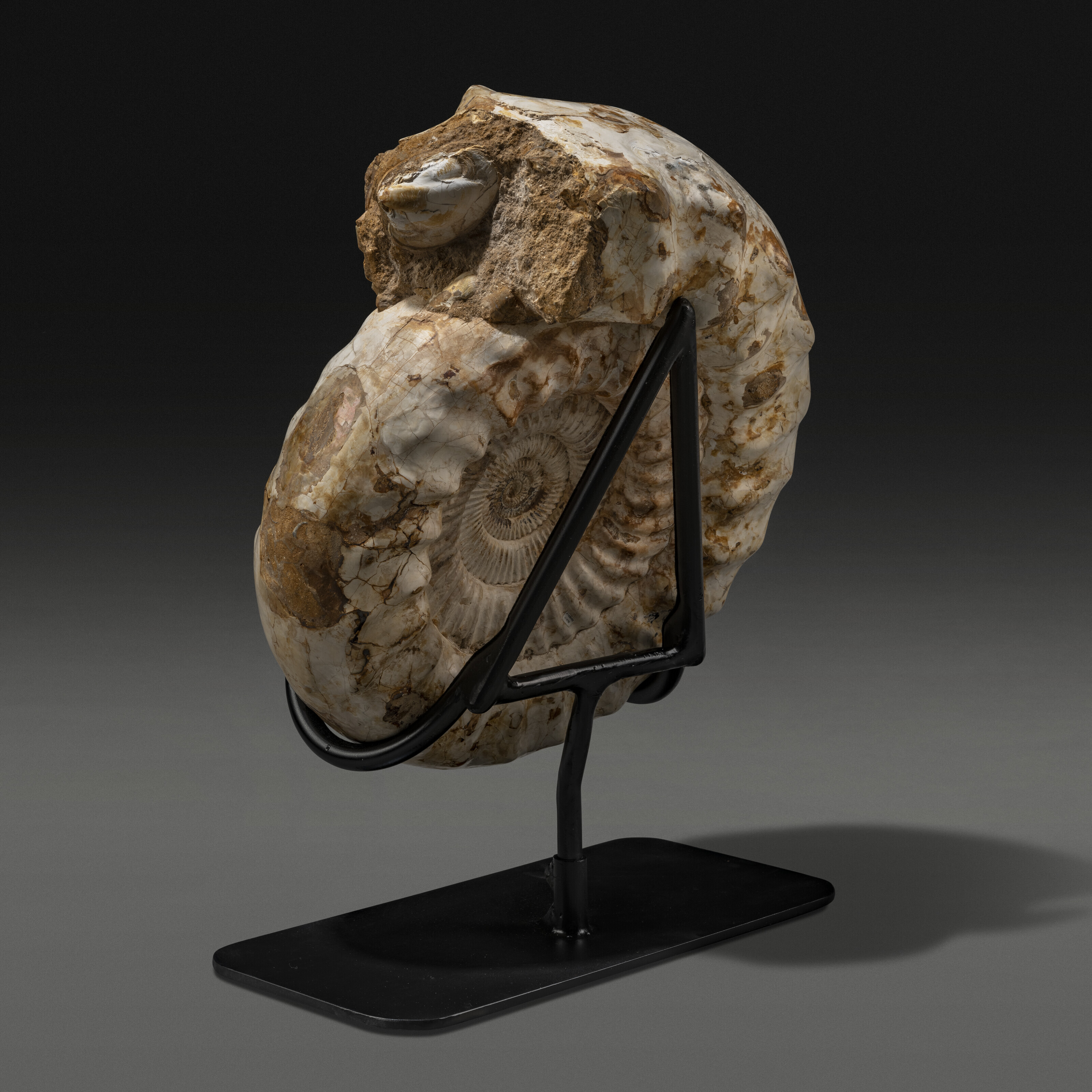 A LARGE AMMONITE, MADAGASCAR | Christie's