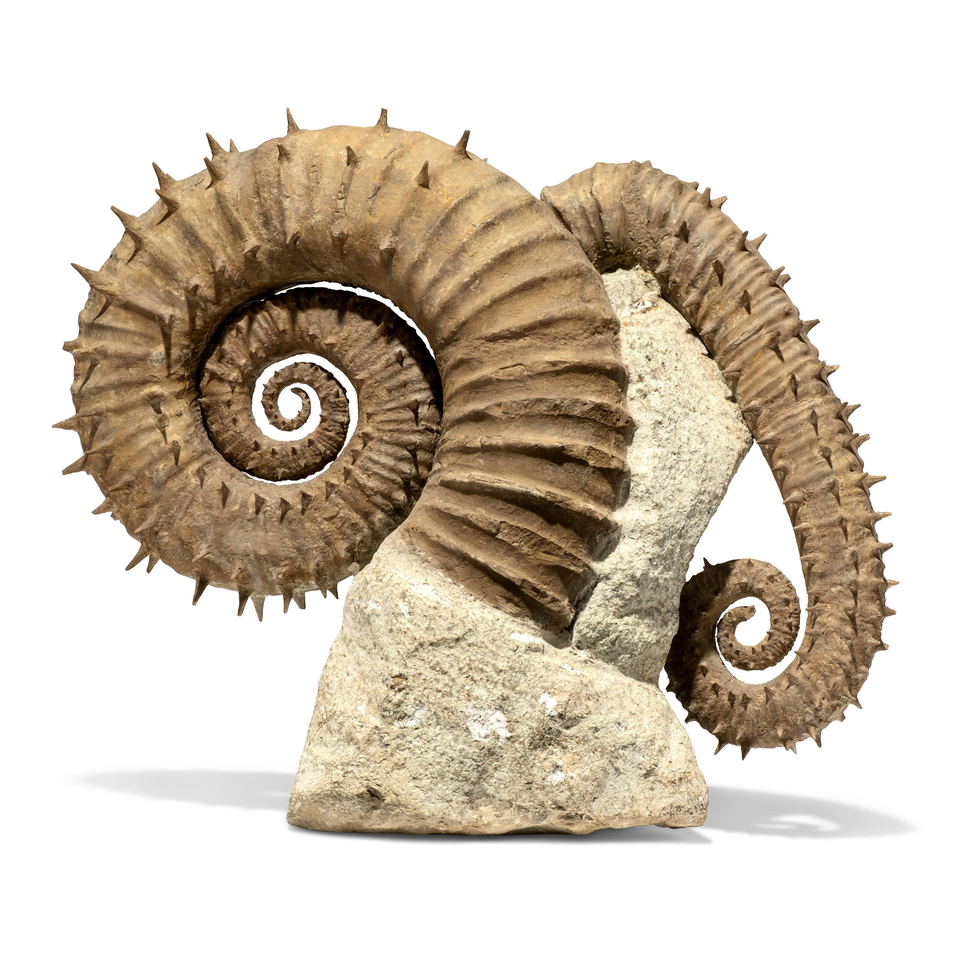 A LARGE AMMONITE, MADAGASCAR | Christie's