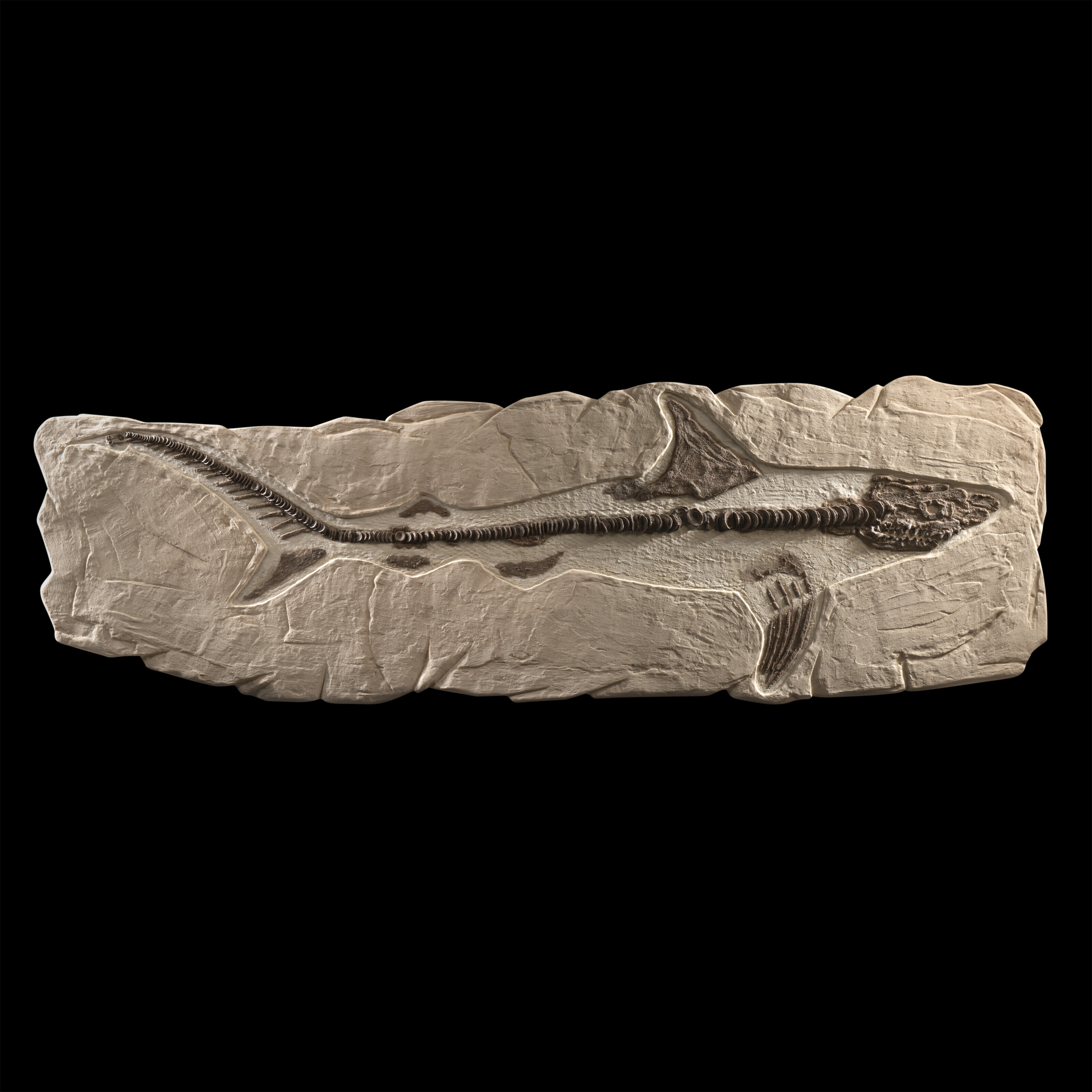 A LARGE FOSSIL SHARK, KANSAS, USA Christie’s