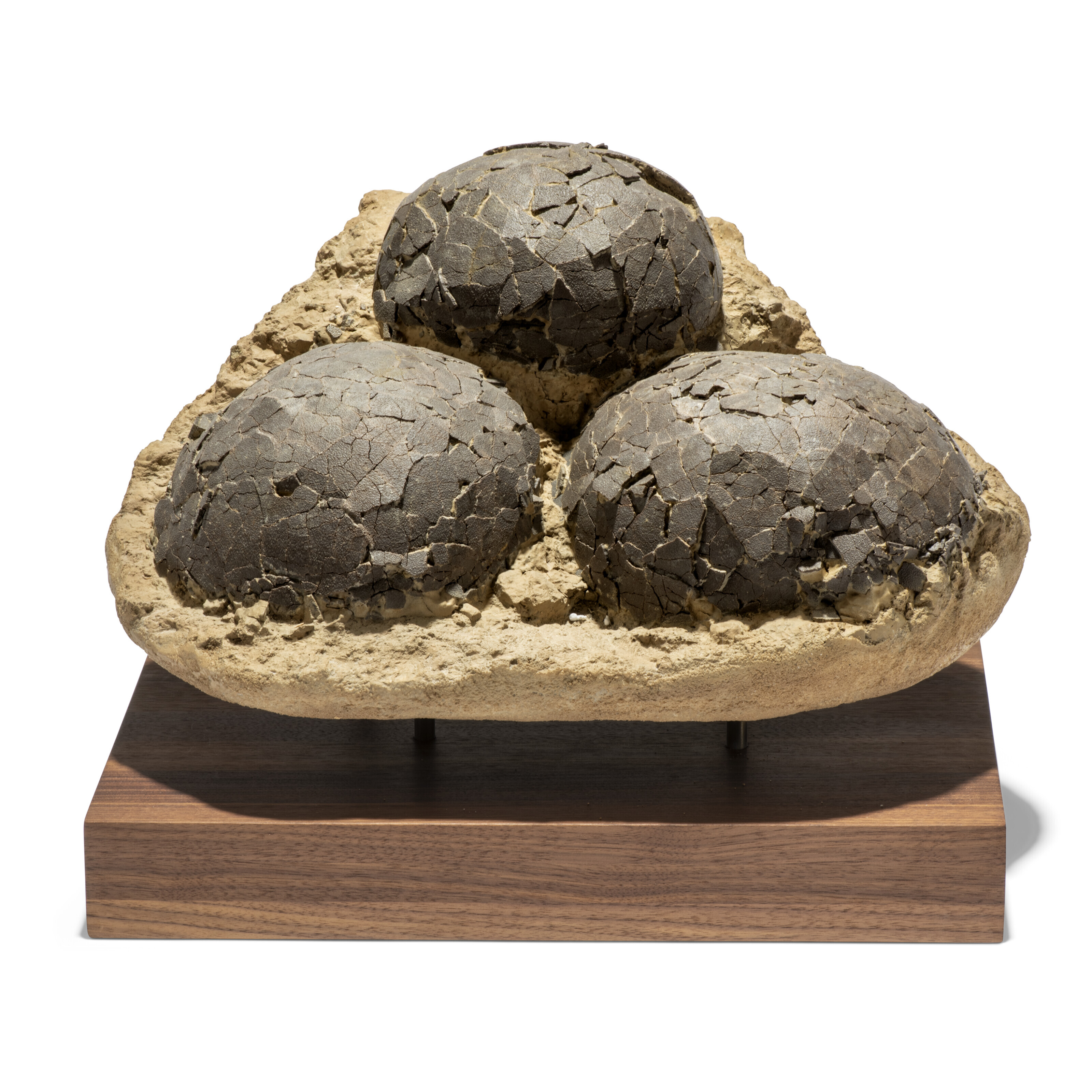 FOSSIL - FOSSIL ナチュラル151 A NEST OF THREE FOSSIL DINOSAUR EGGS, FRANCE | Christie's