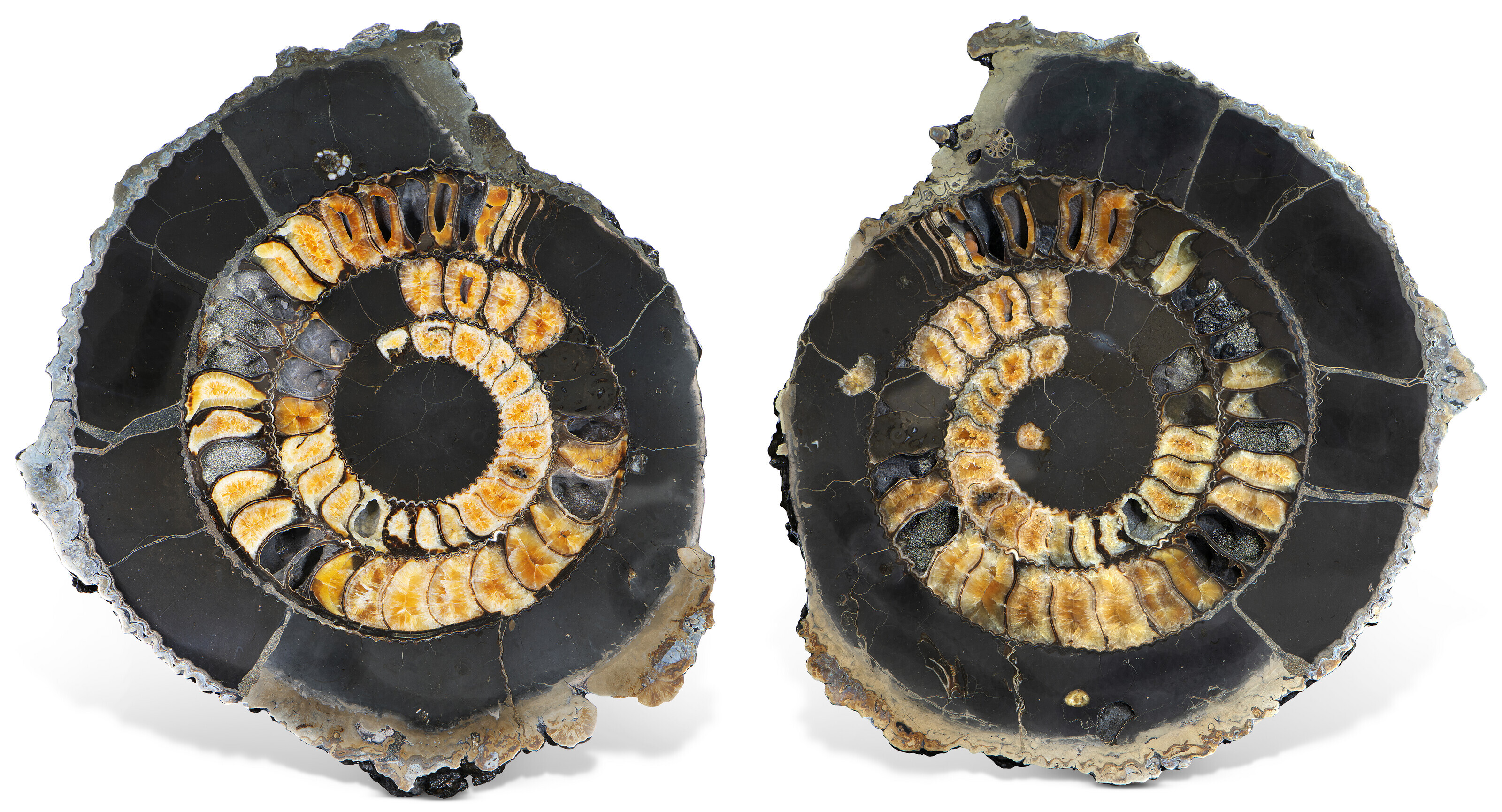 A SPLIT PYRITIZED AMMONITE, RUSSIA | Christie’s