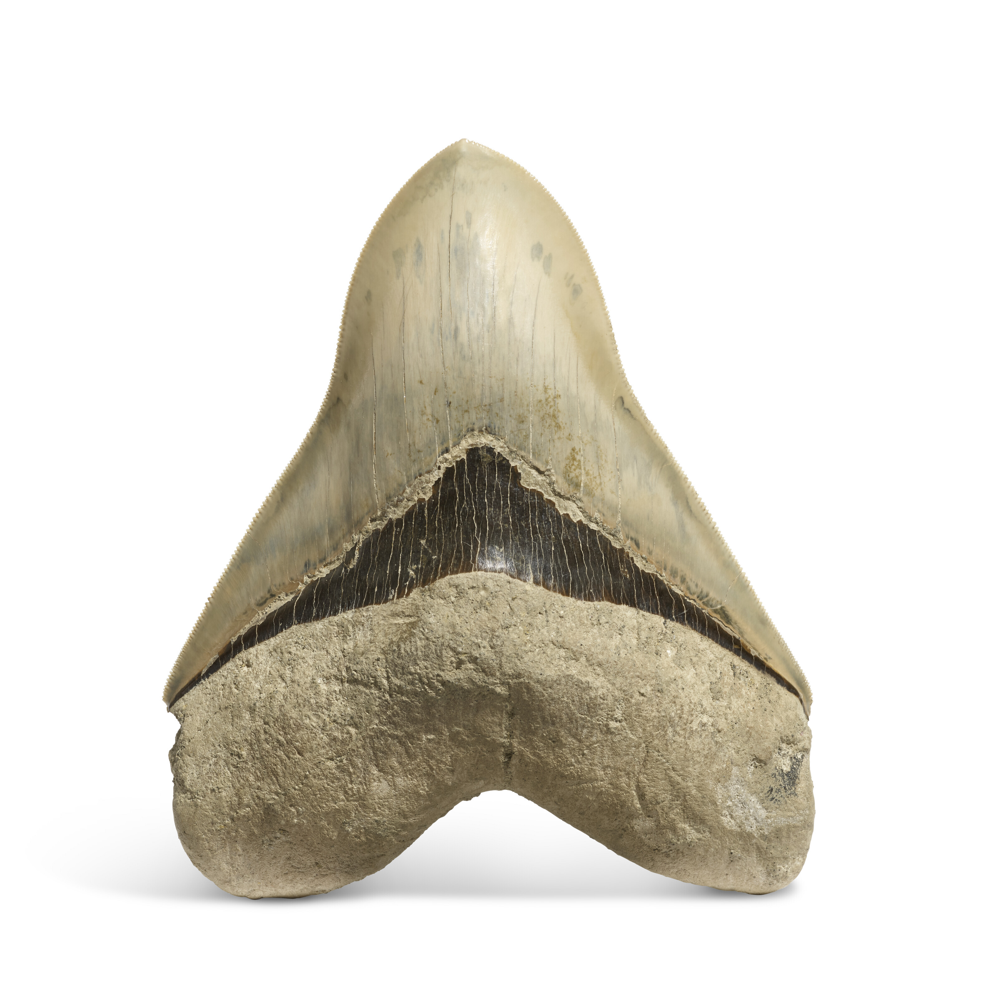 A LARGE MEGALODON TOOTH, WEST JAVA, INDONESIA | Christie’s