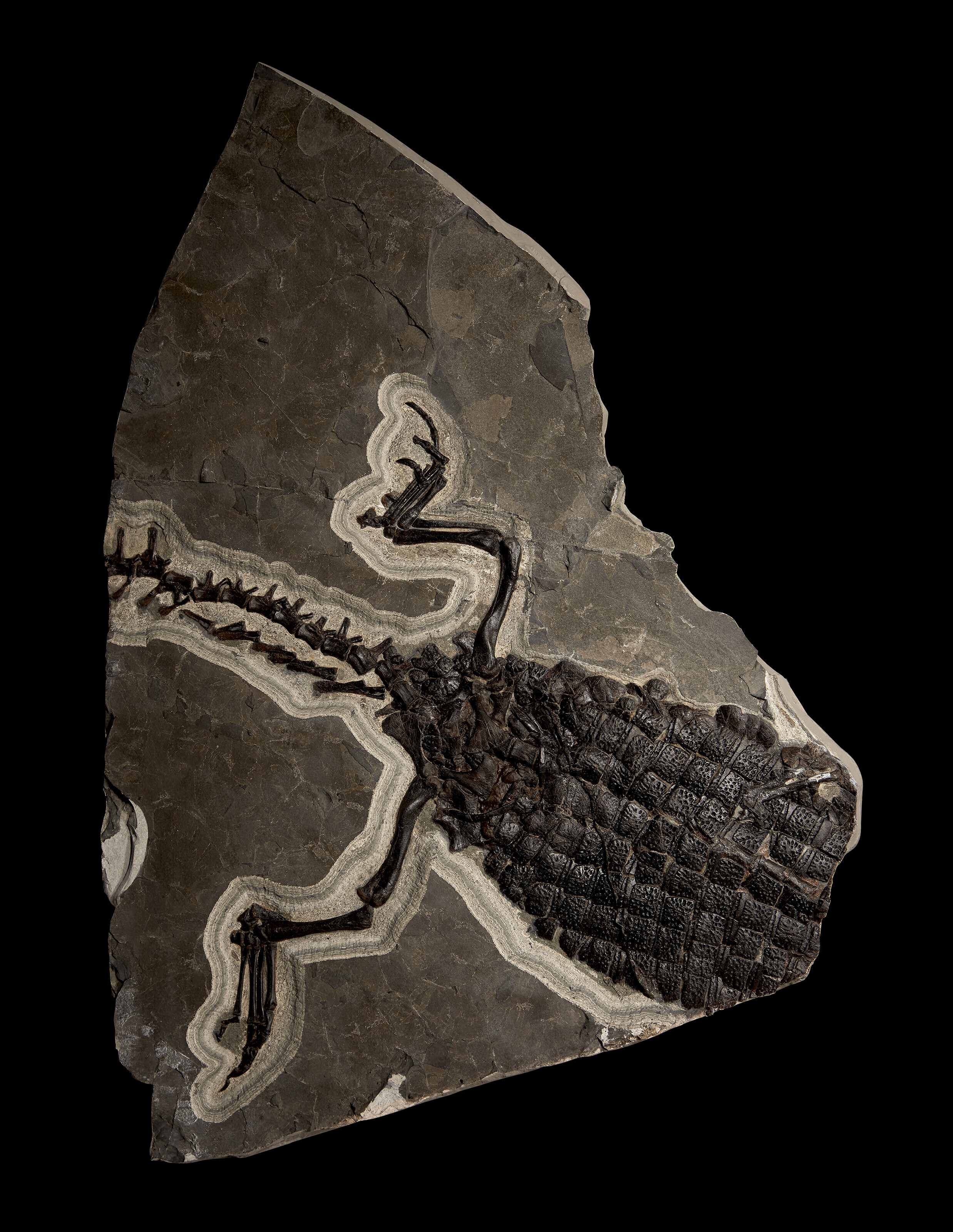 A LARGE PARTIAL FOSSIL CROCODILE SKELETON, GREEN RIVER FORMATION