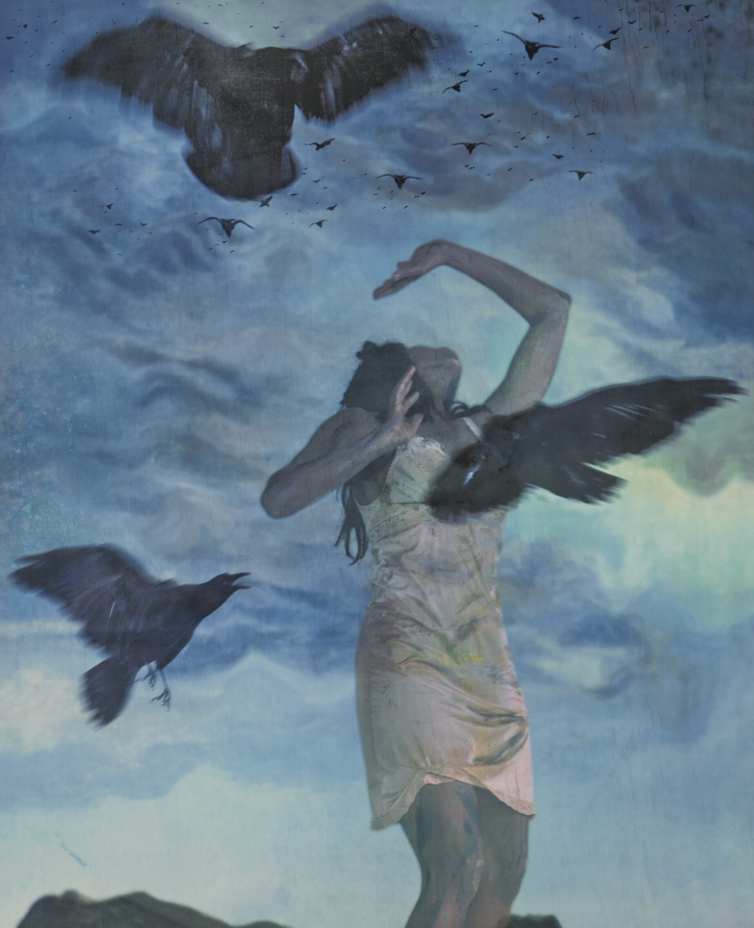 Crows attacking lady blue