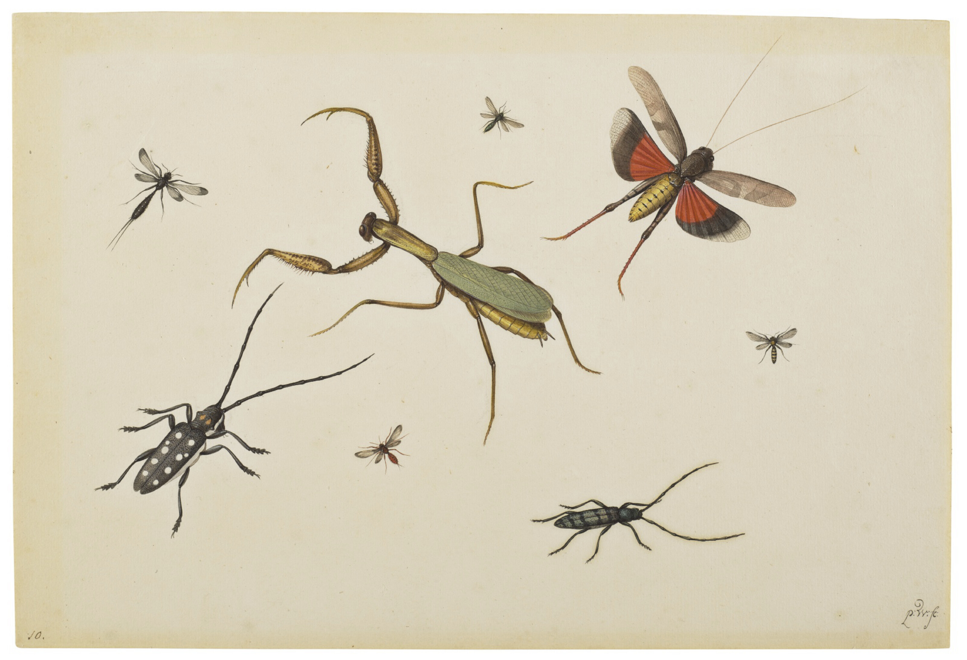 Catalog image of A praying mantis, two longhorn beetles, a grasshopper in flight and other insects
