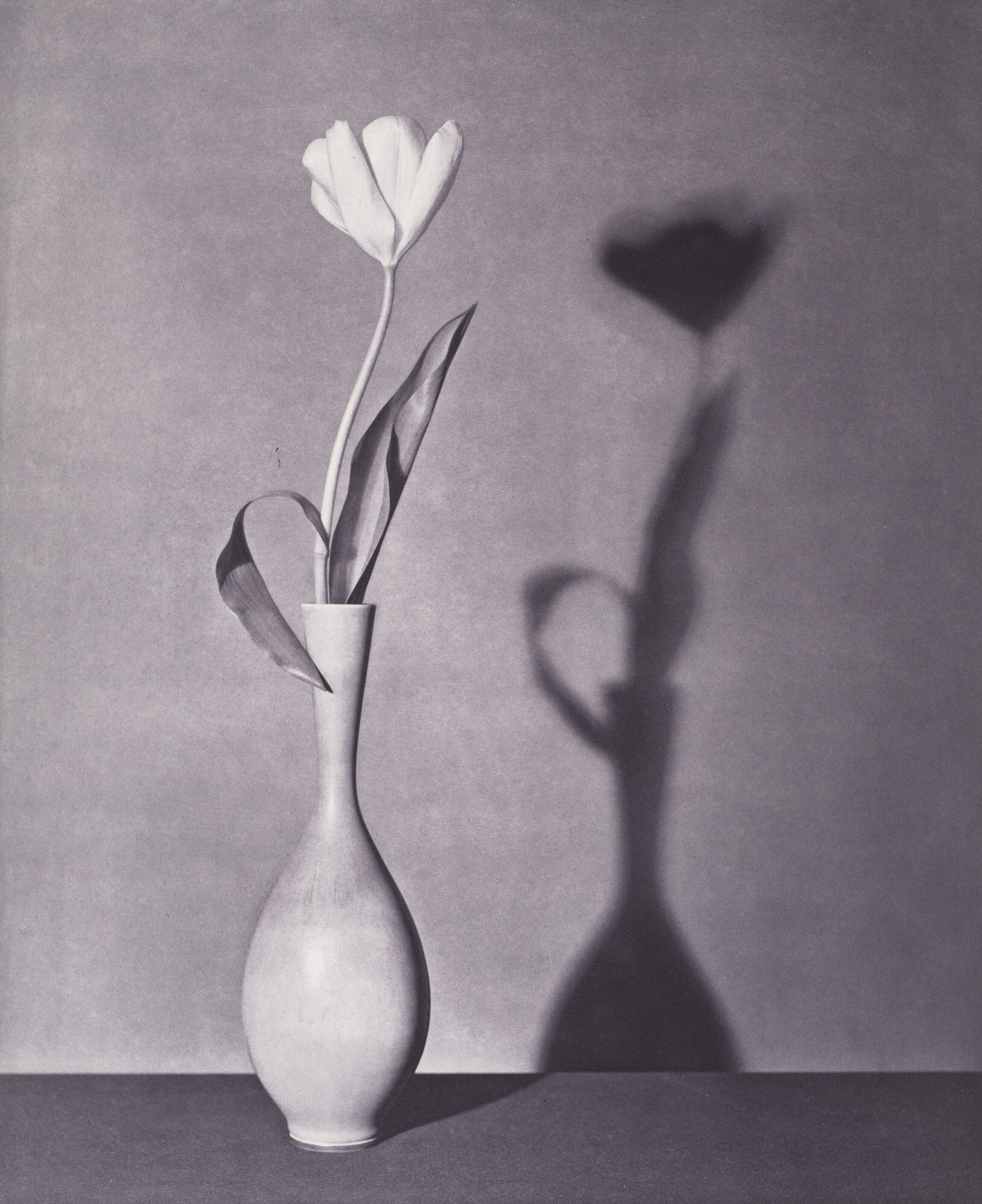 Robert Mapplethorpe / Flowers ロバート・メイプルソープ Influencing