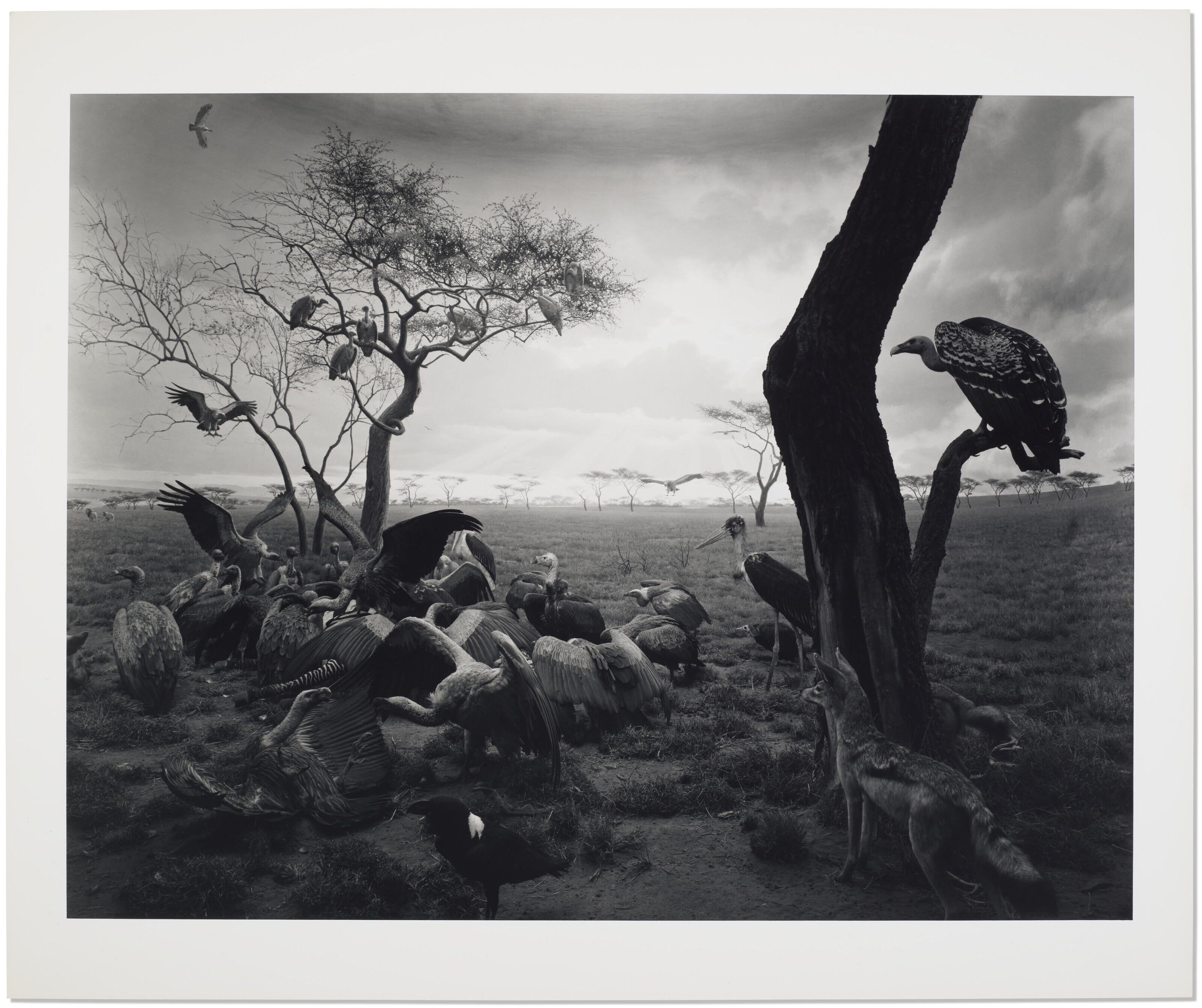 HIROSHI SUGIMOTO (B. 1948), Hyena-Jackal-Vulture, 1976 | Christie