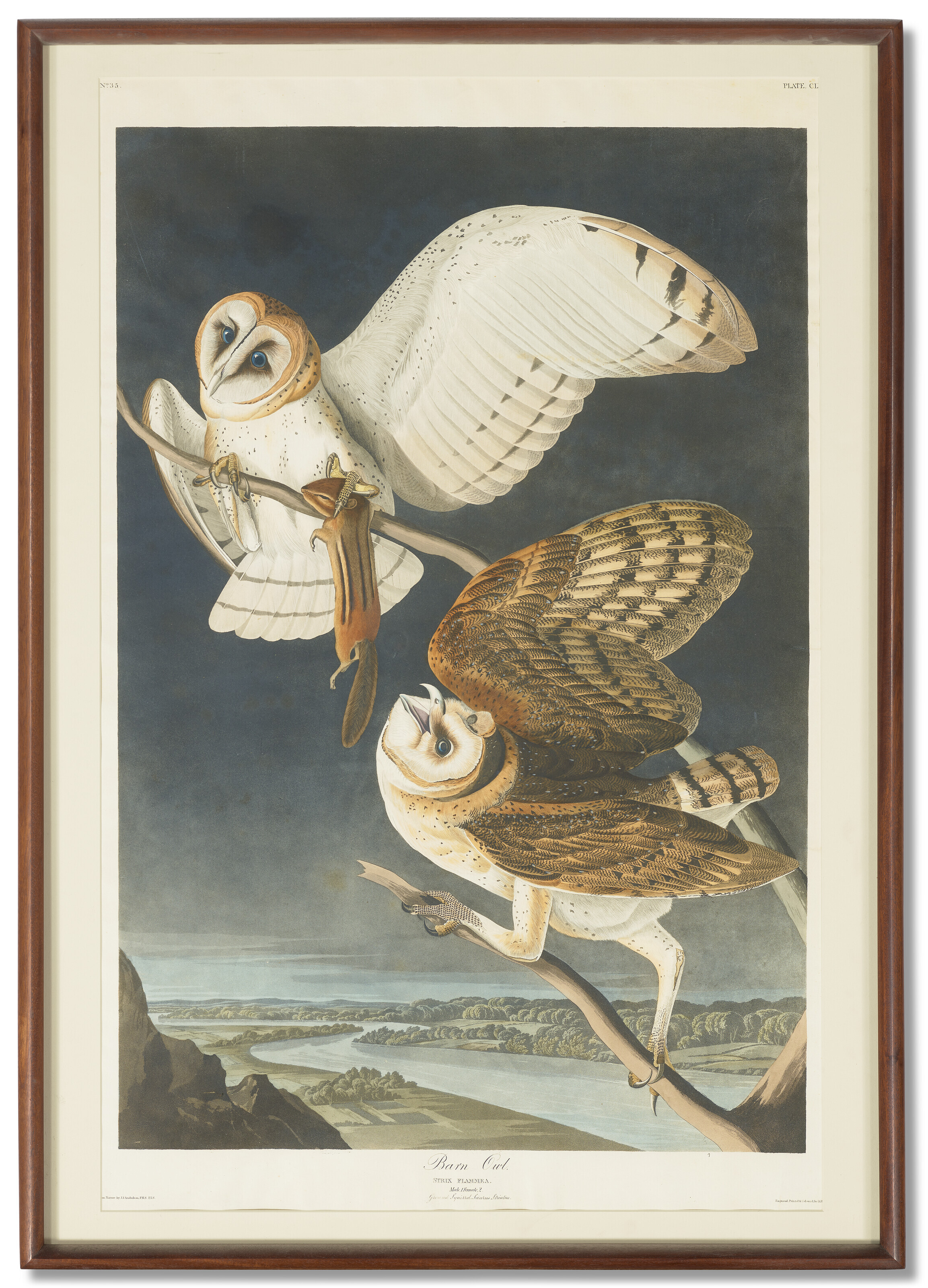 コロンビア　ジェイ　ジョン　ジェームズ　オーデュボン Columbia Jay | John James Audubon's Birds of America