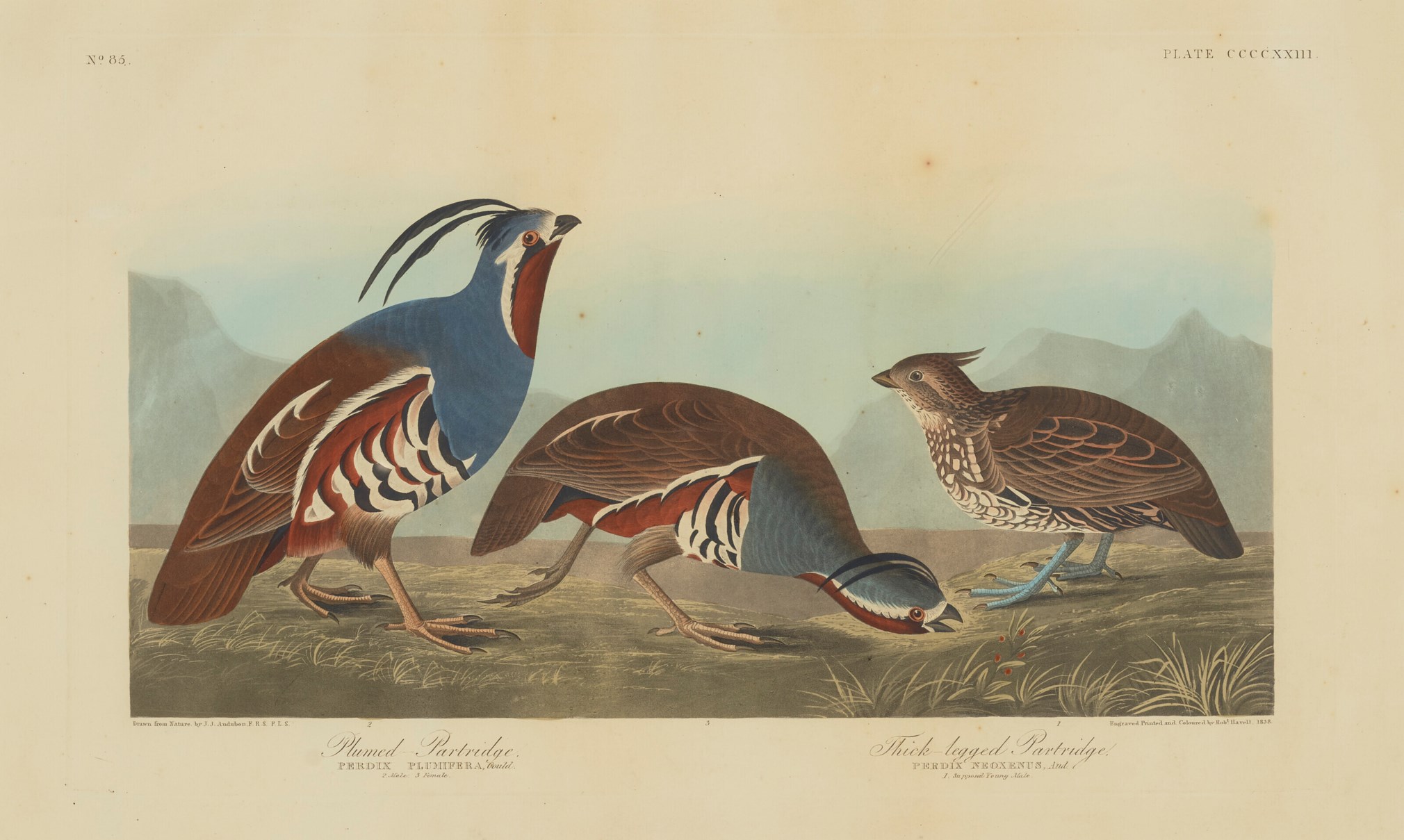 Mountain Quail, John James Audubon, 1838 Christie's