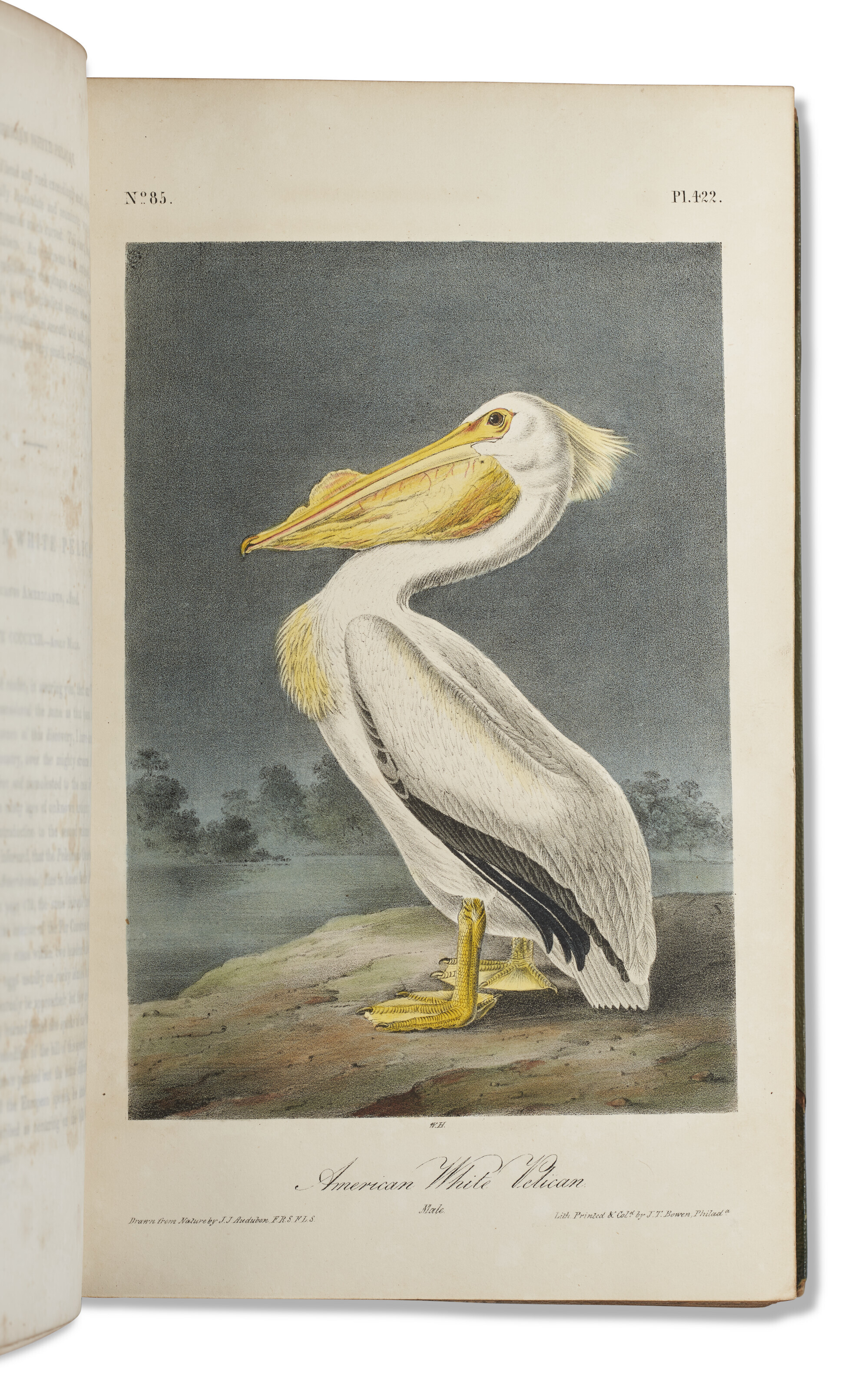 【リトグラフ】オーデュボン「アメリカの鳥類」NO.39 PL.195 単葉 初版 リトグラフ】オーデュボン「アメリカの鳥類」NO.39 PL.195 単葉 初版