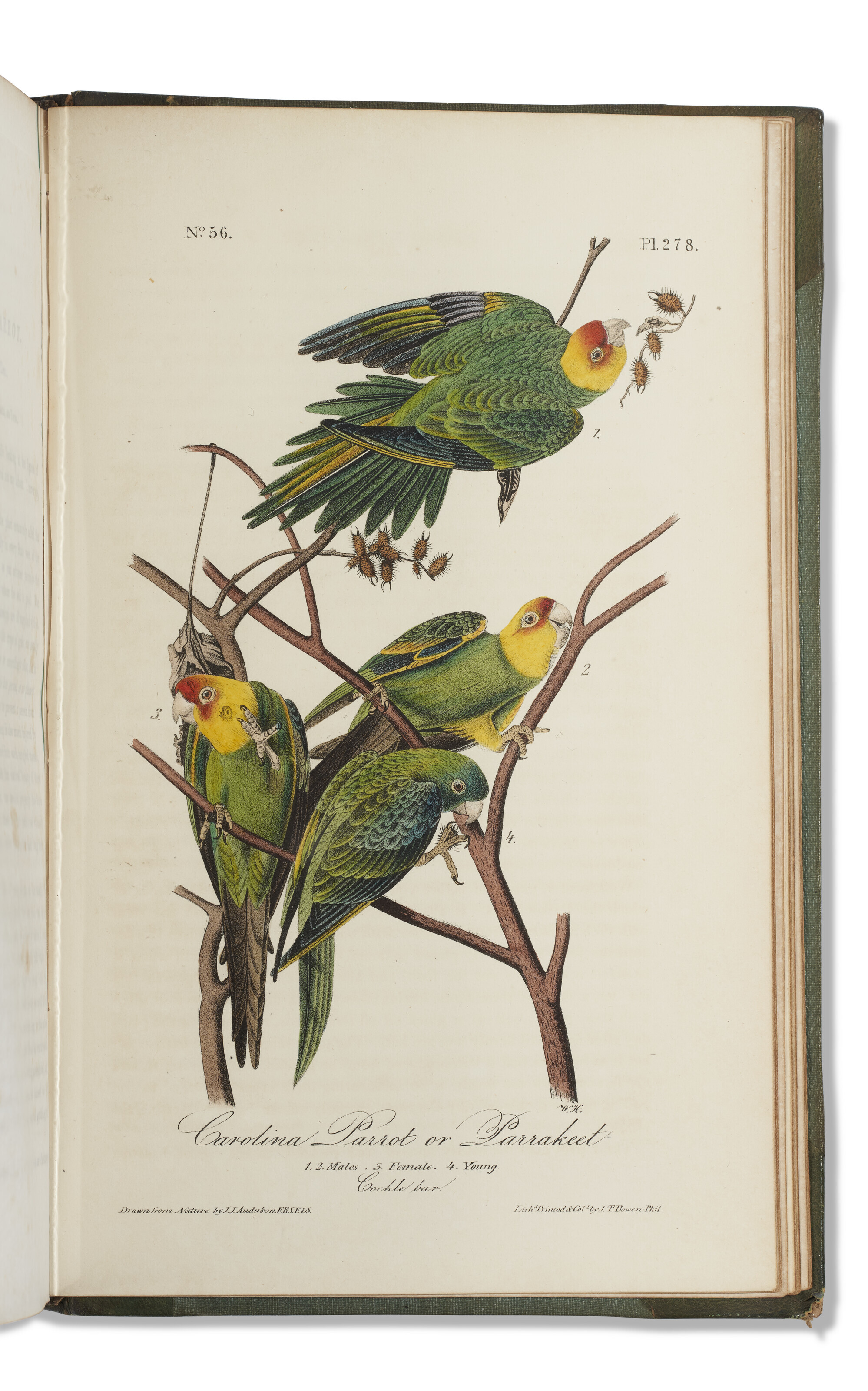 【リトグラフ】オーデュボン「アメリカの鳥類」NO.39 PL.195 単葉 初版 リトグラフ】オーデュボン「アメリカの鳥類」NO.39 PL.195 単葉 初版