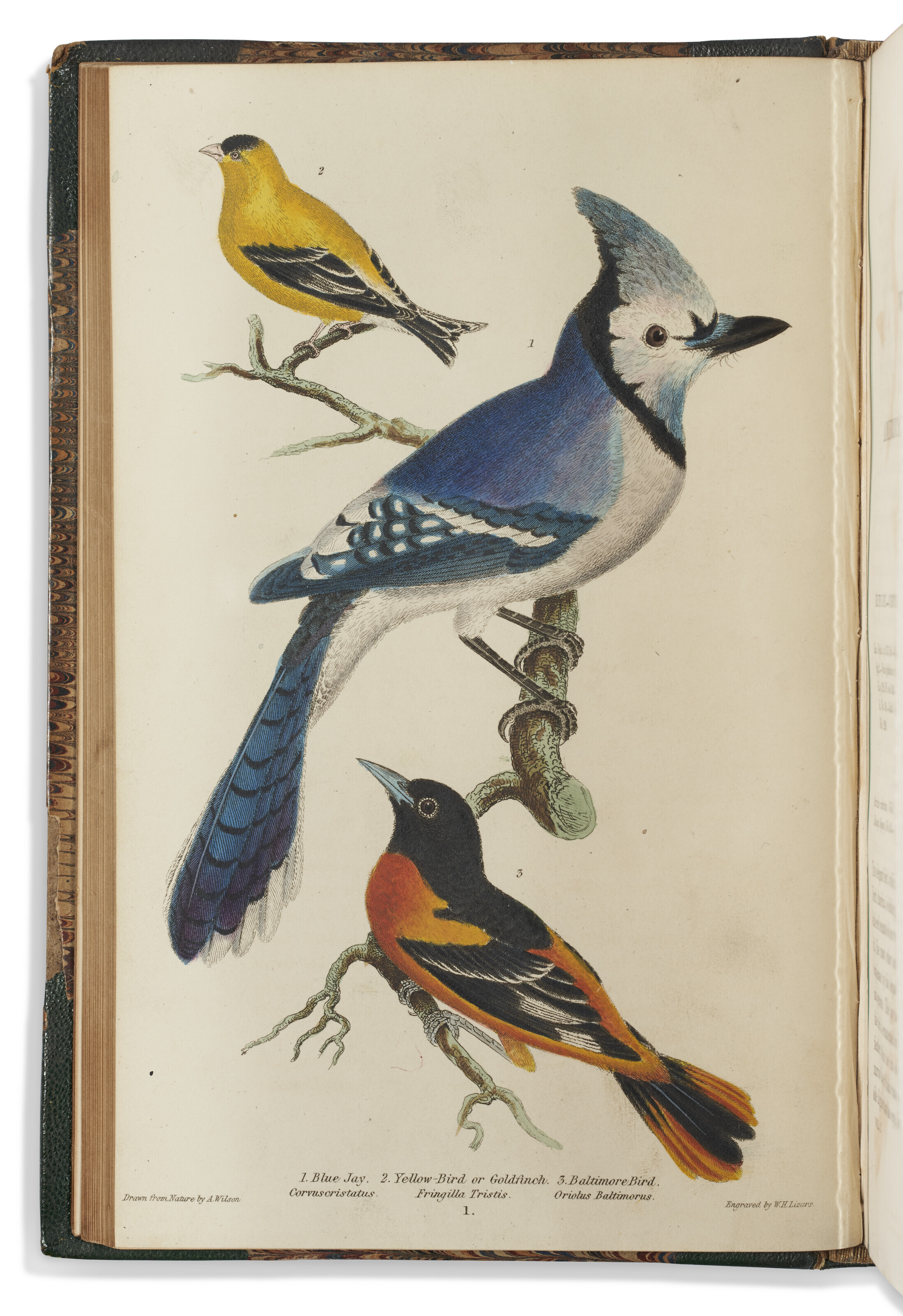 【リトグラフ】オーデュボン「アメリカの鳥類」NO.39 PL.195 単葉 初版 リトグラフ】オーデュボン「アメリカの鳥類」NO.39 PL.195 単葉