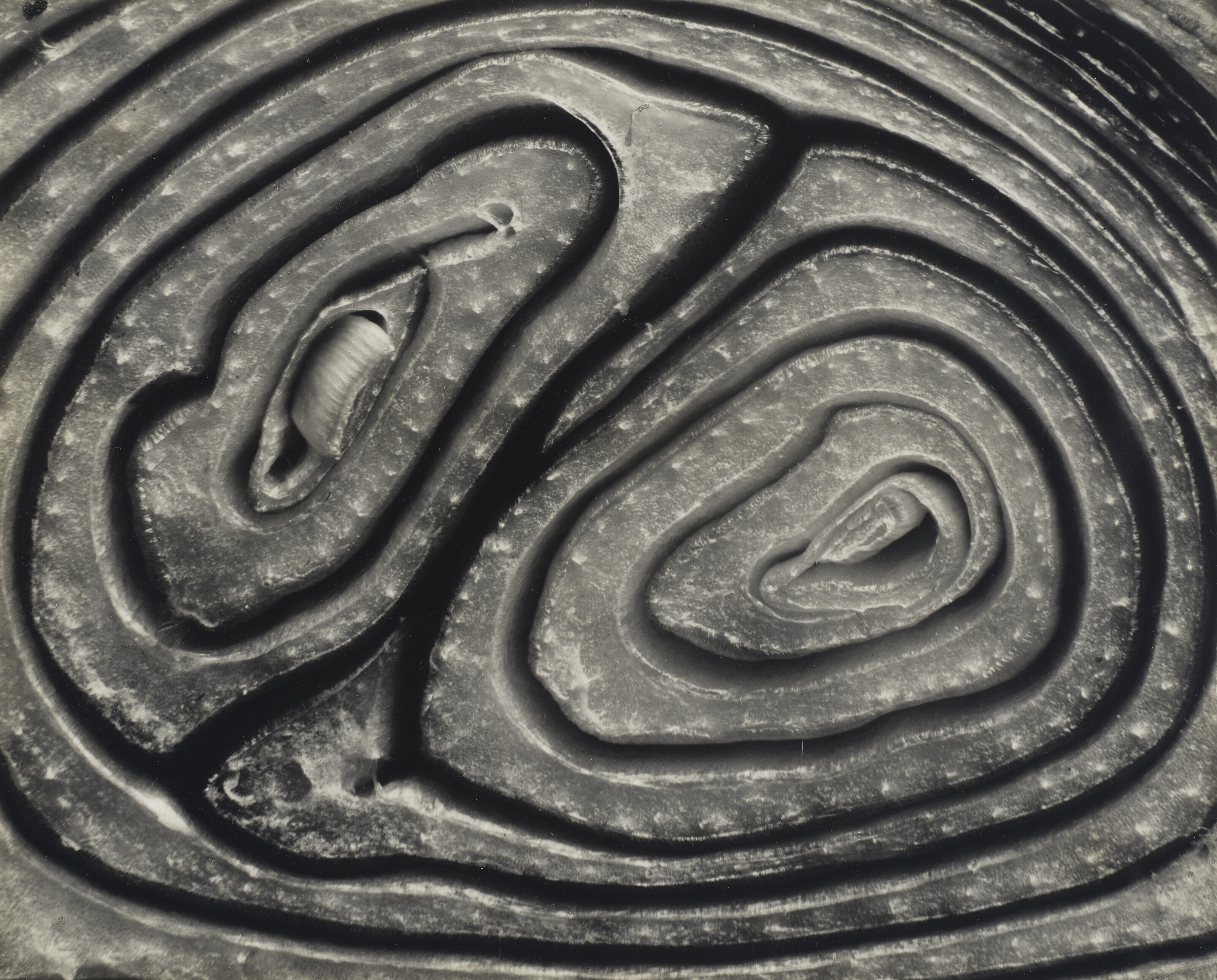 EDWARD WESTON (1886-1958), Onion, Halved, 1930 | Christie's