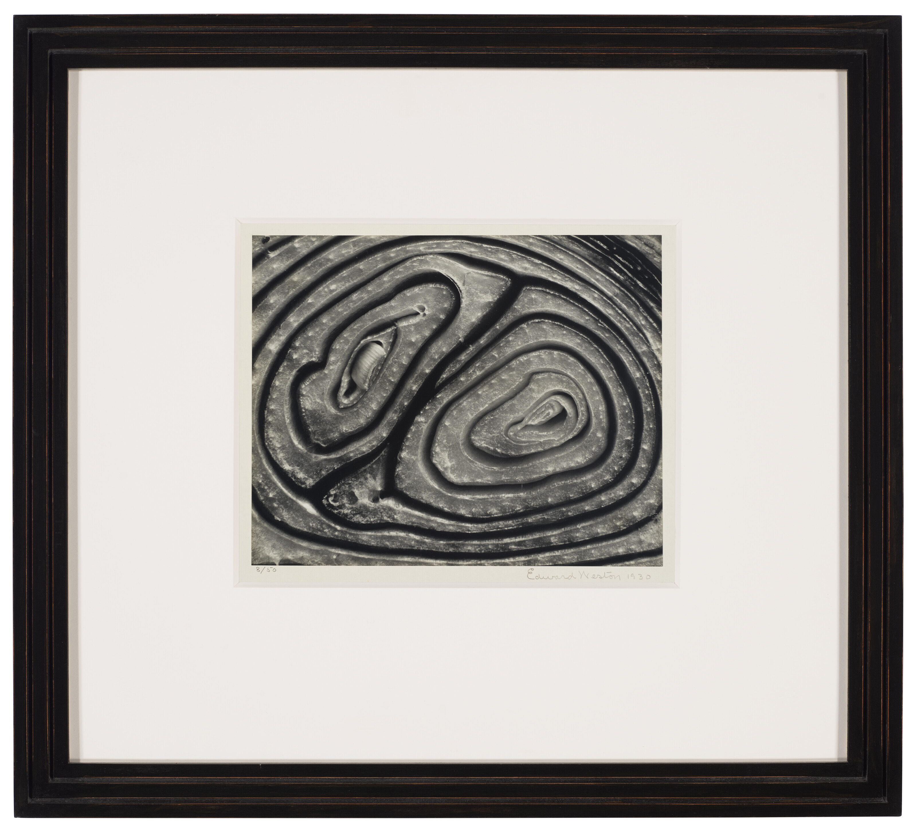 EDWARD WESTON (1886-1958), Onion, Halved, 1930 | Christie's