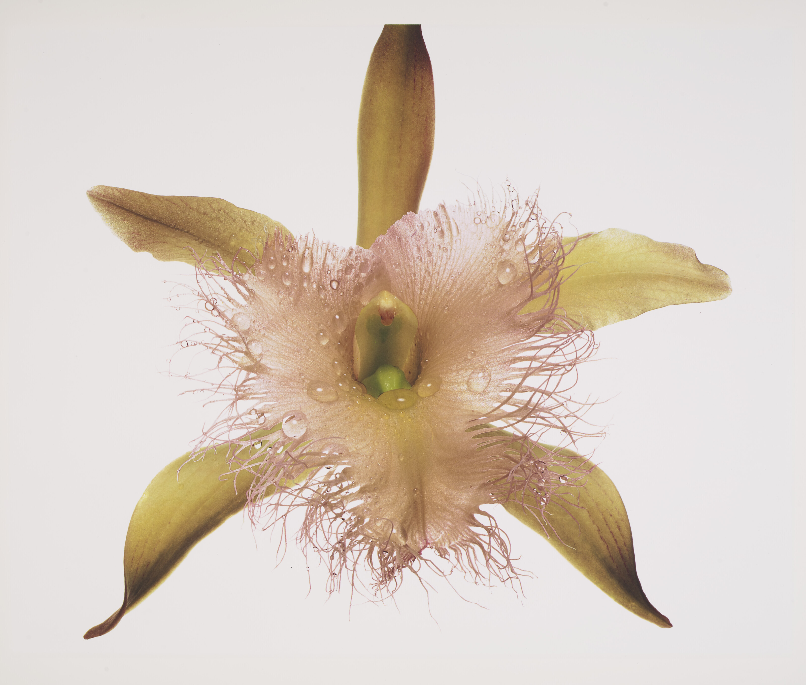 Catalog image of Orchid, Rhyncholaelia Digbyana, New York, 1969