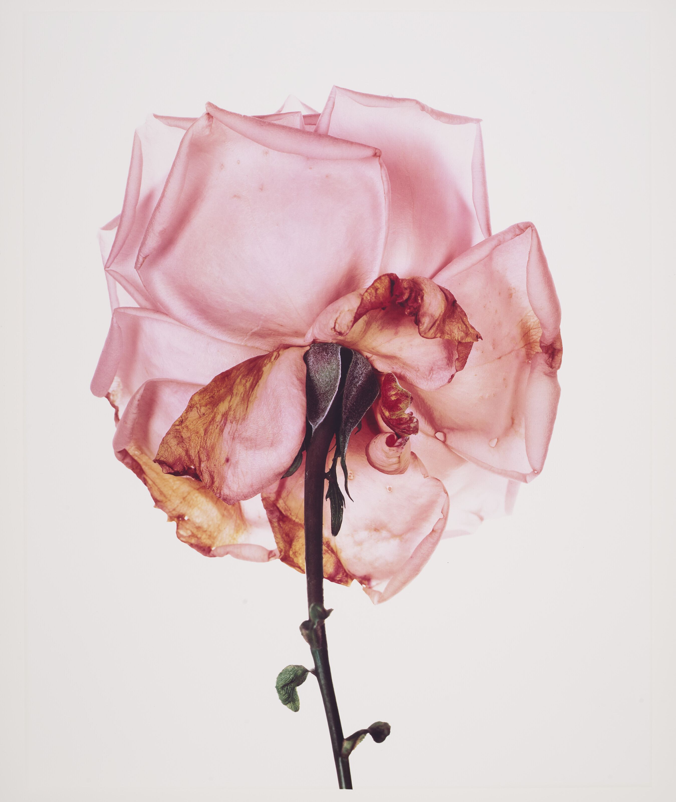 IRVING PENN (1917-2009), Rose: Blue Moon, London, 1970 | Christie