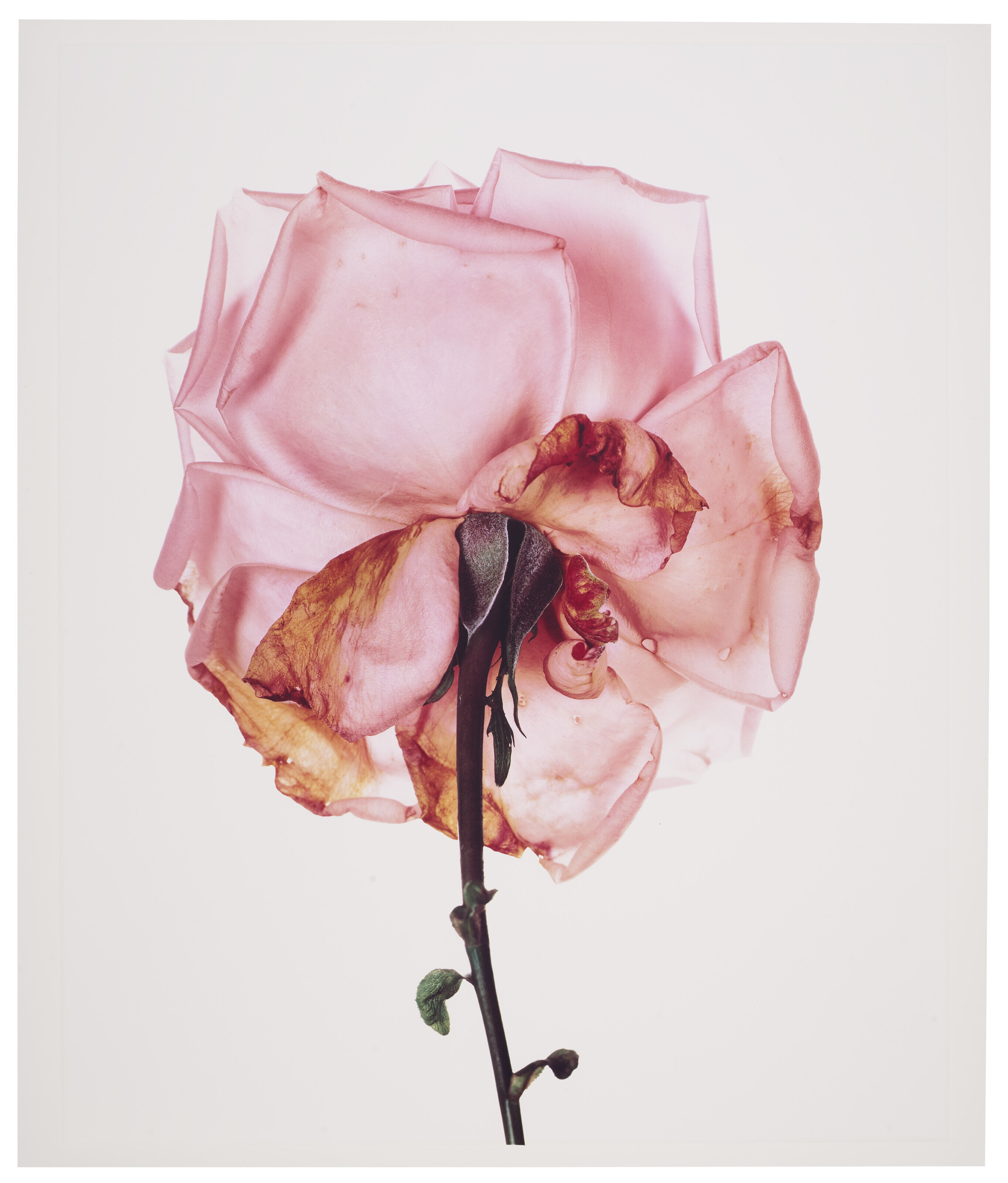 IRVING PENN (1917-2009), Rose: Blue Moon, London, 1970 | Christie FLOWERS:Irving Penn