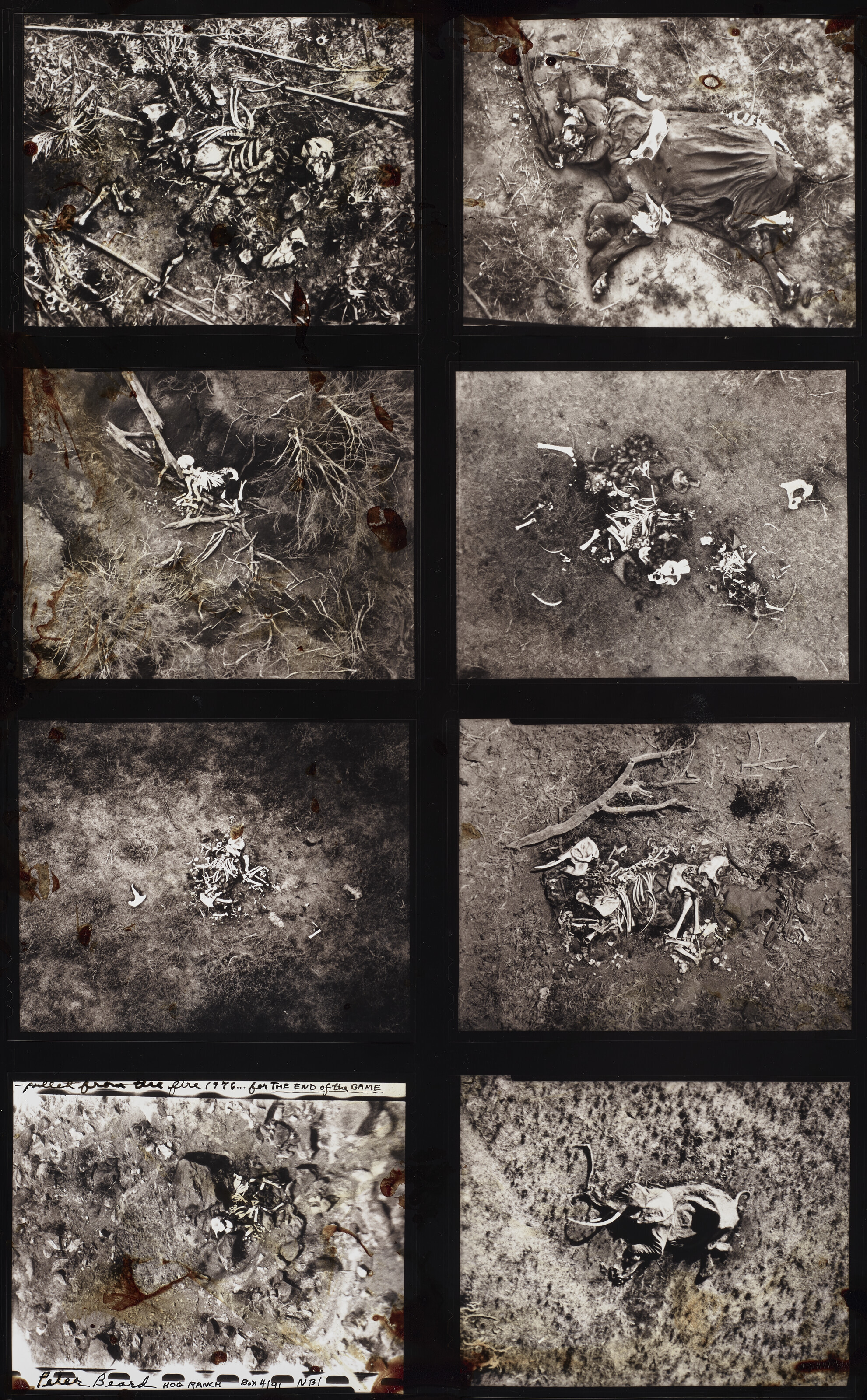Catalog image of Pulled from the Fire, Hog Ranch, 1976