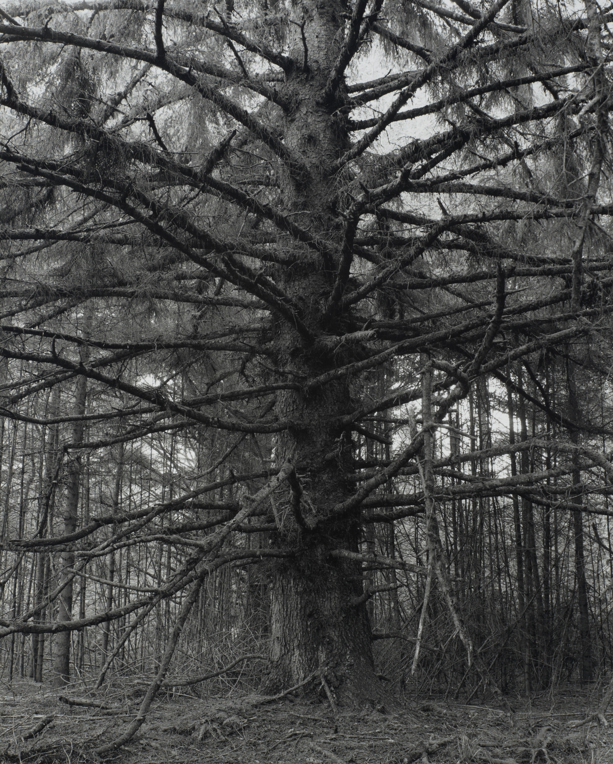 Catalog image of Sitka Spruce, Cape Blanco, Oregon, 2001
