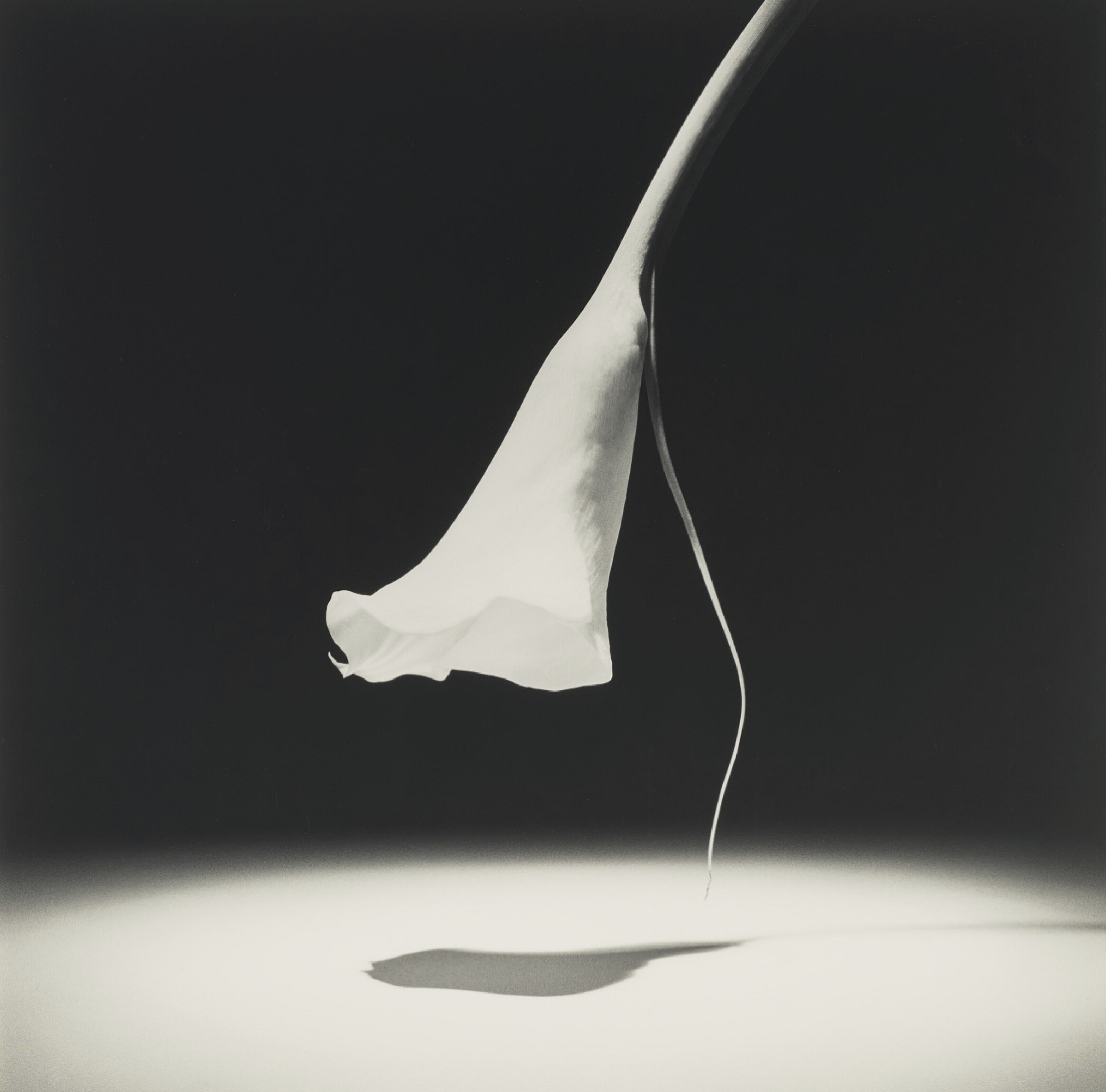 アート・デザイン・音楽 Robert Mapplethorpe Robert Mapplethorpe | Skull (1988) | Artsy
