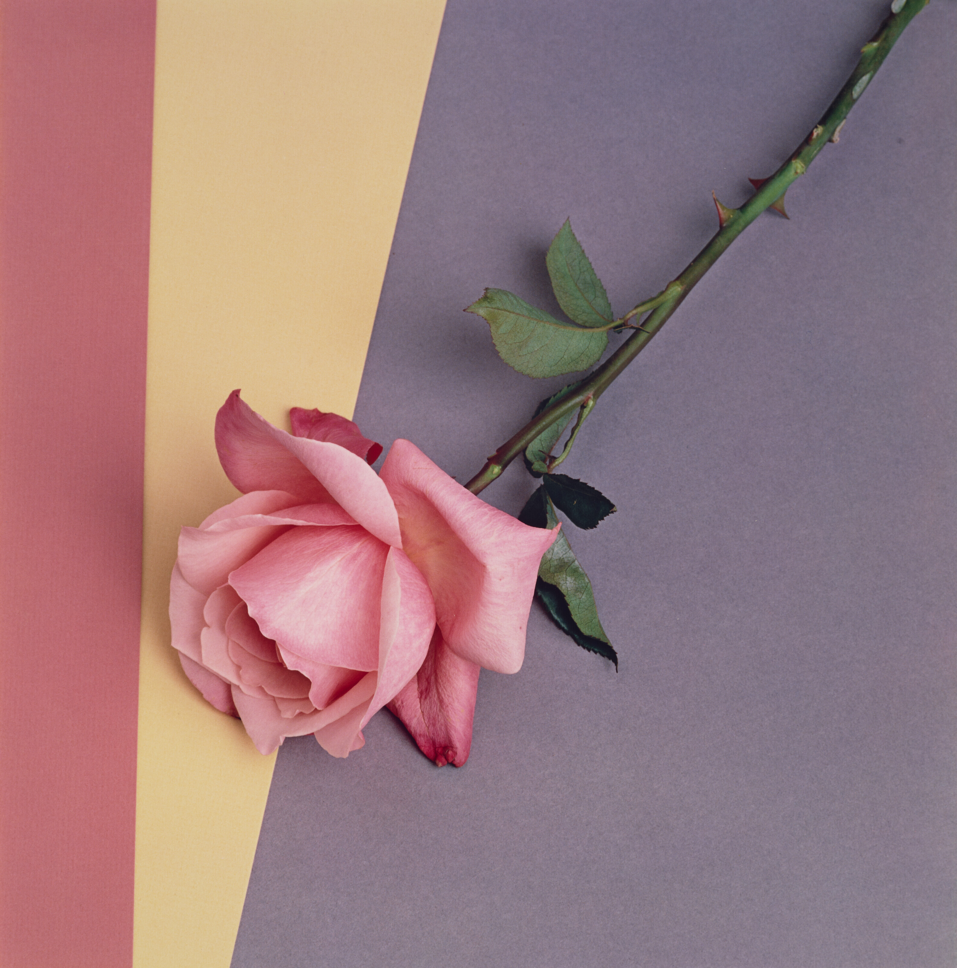 ROBERT MAPPLETHORPE (1946-1989), Lisa Lyon, 1982 | Christie's