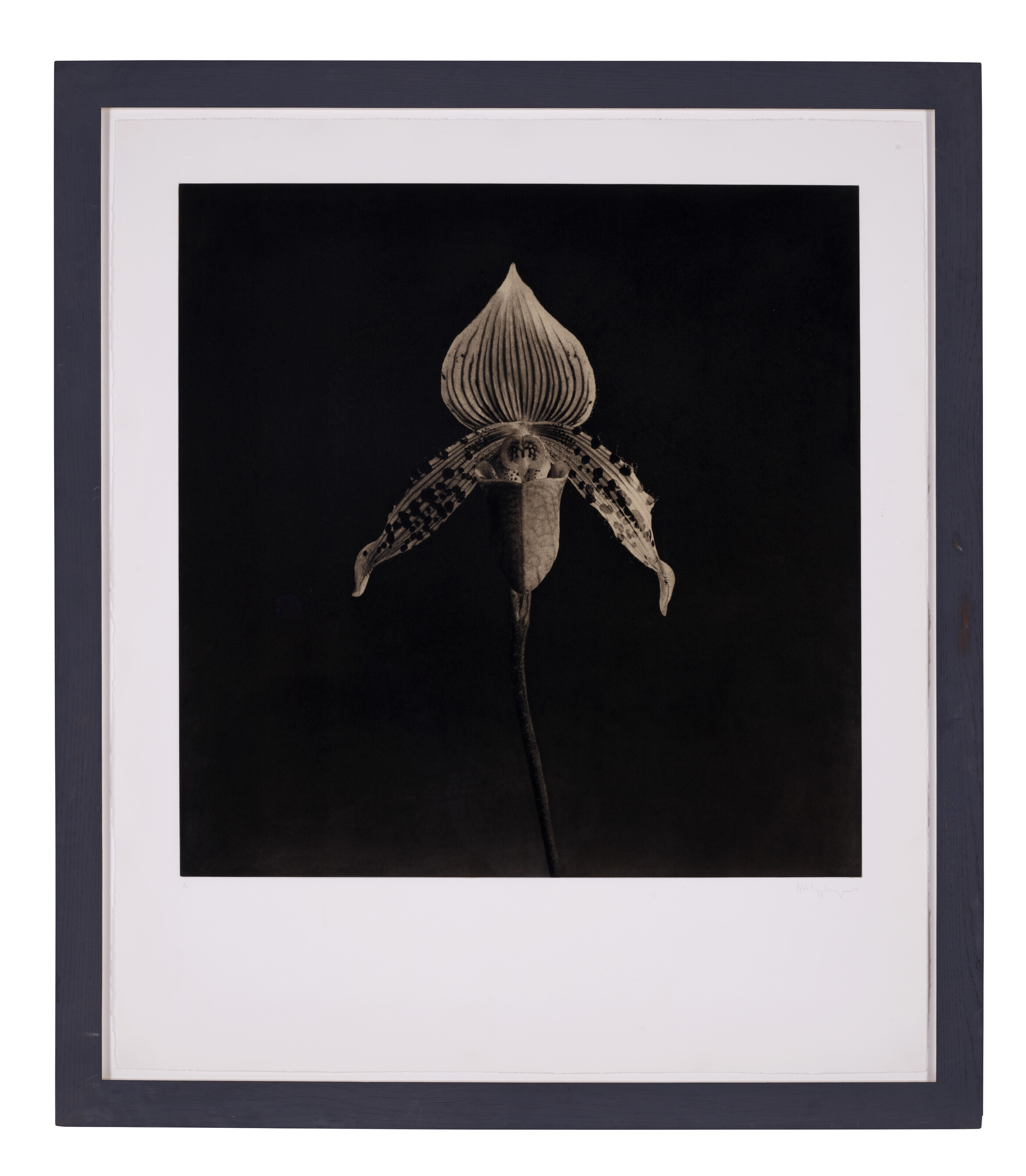 ROBERT MAPPLETHORPE (1946–1989), Parrot Tulips, 1988