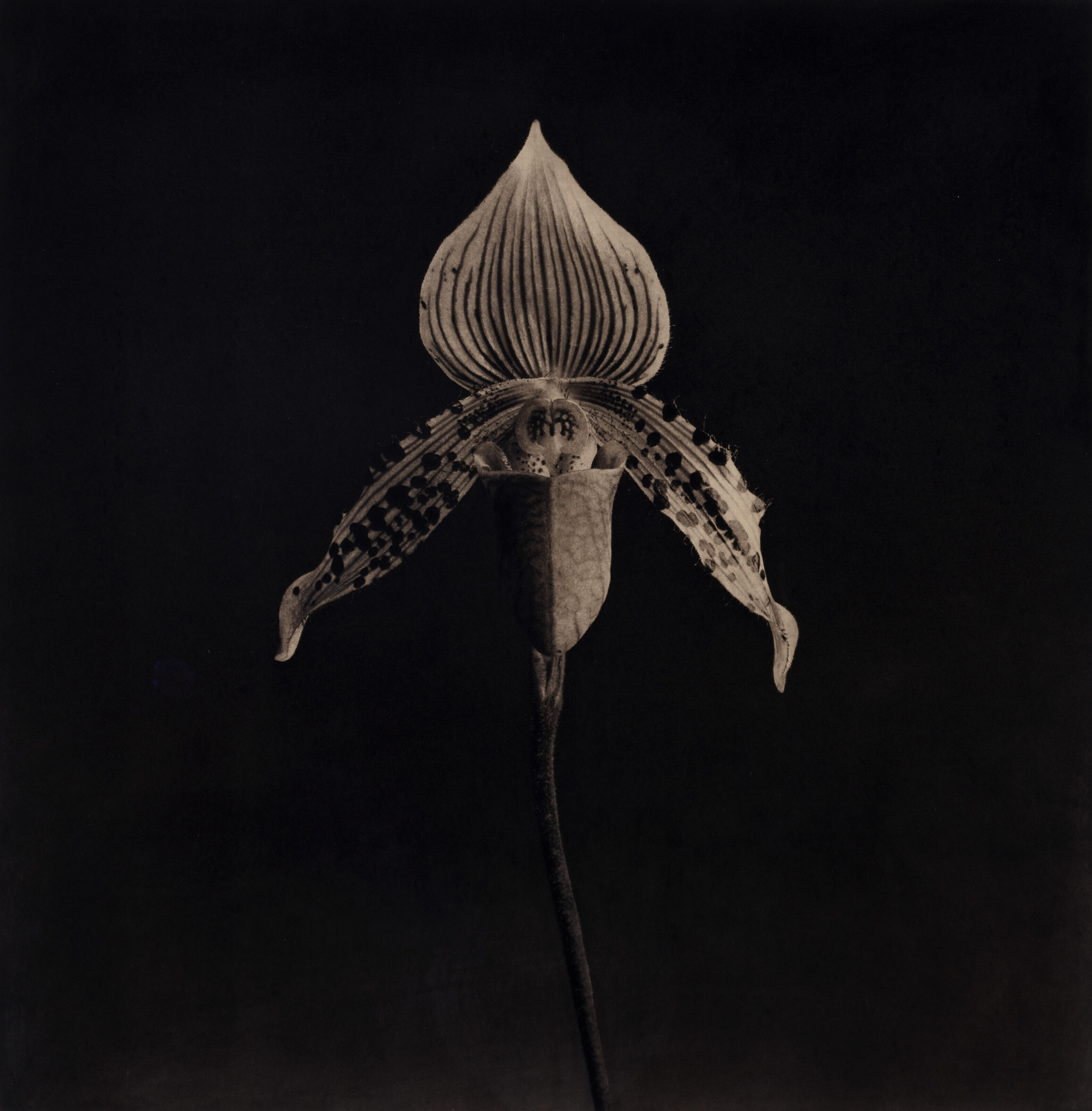 ROBERT MAPPLETHORPE (1946–1989), Orchid, 1987 | Christie's