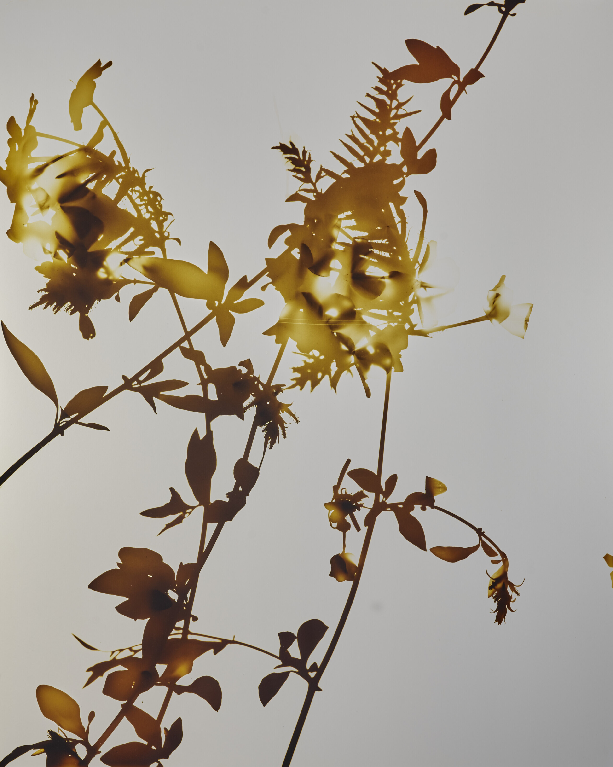 James Welling