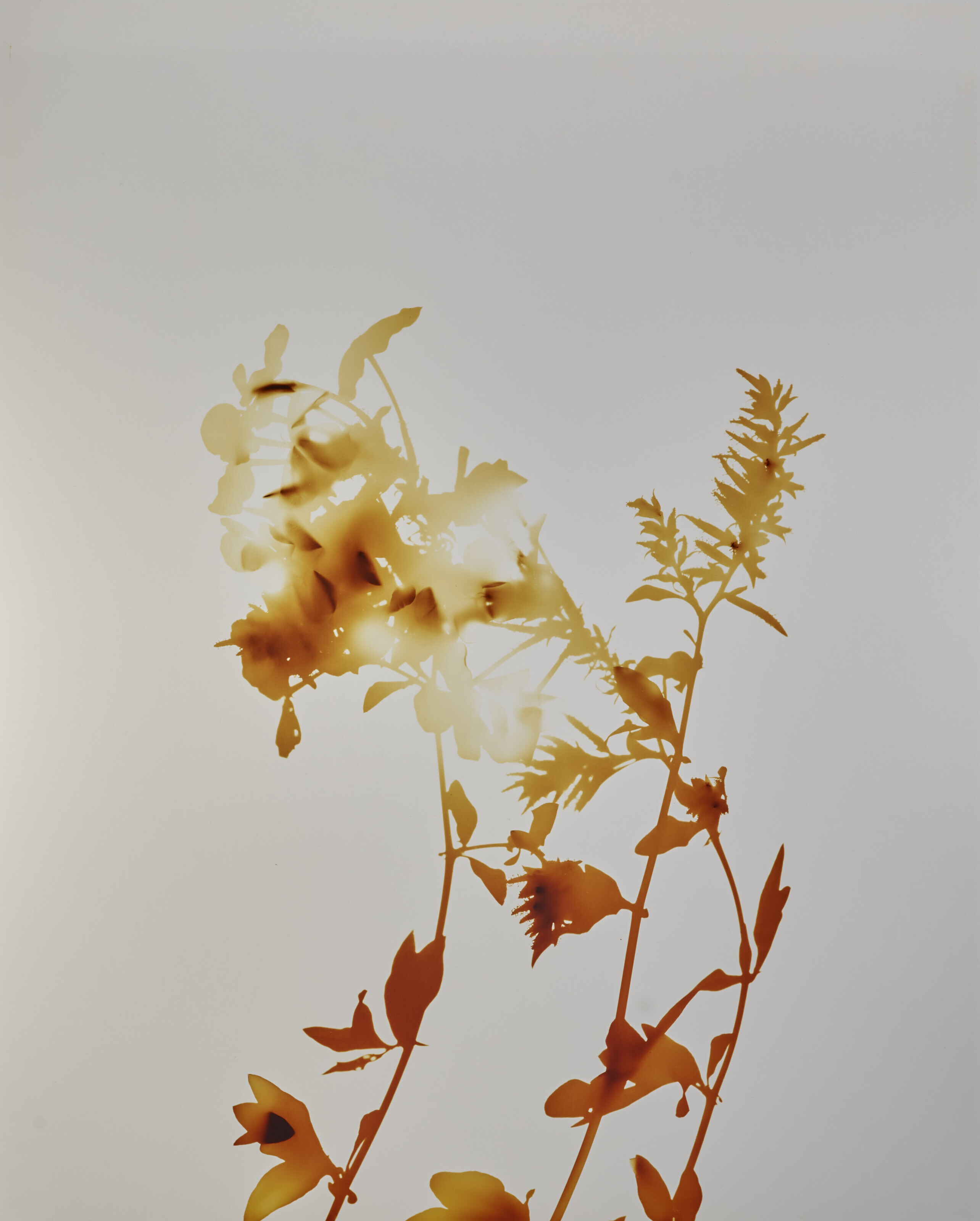 JAMES WELLING (B. 1951), Flowers Series #1 | Christie's