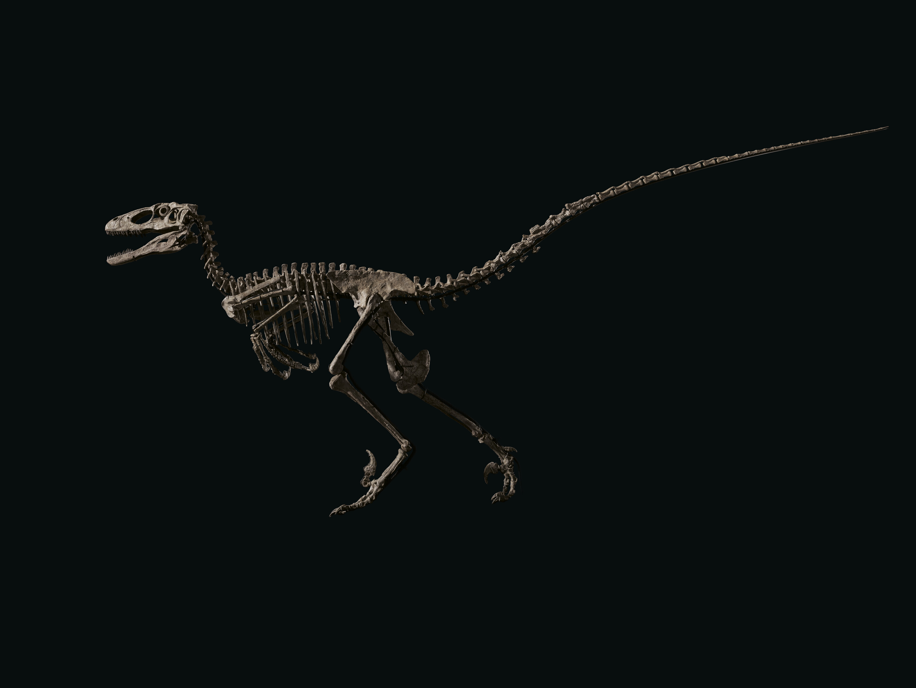 Deinonychus blackl ブラックメタル Deinonychus | Natural Atlas