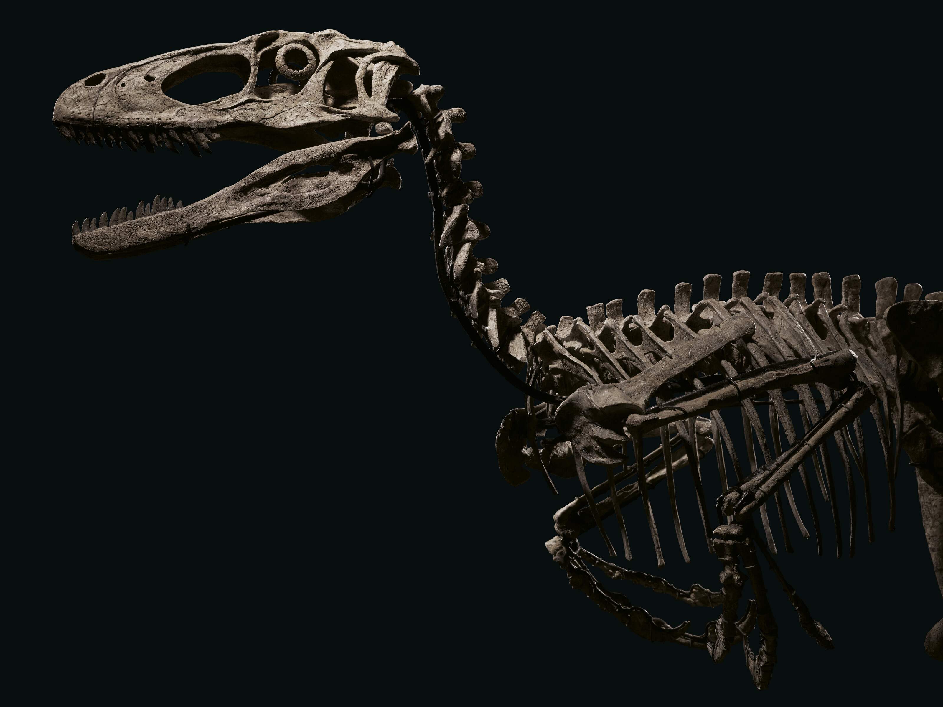 DEINONYCHUS ANTIRRHOPUS, MONTANA, USA | Christie's