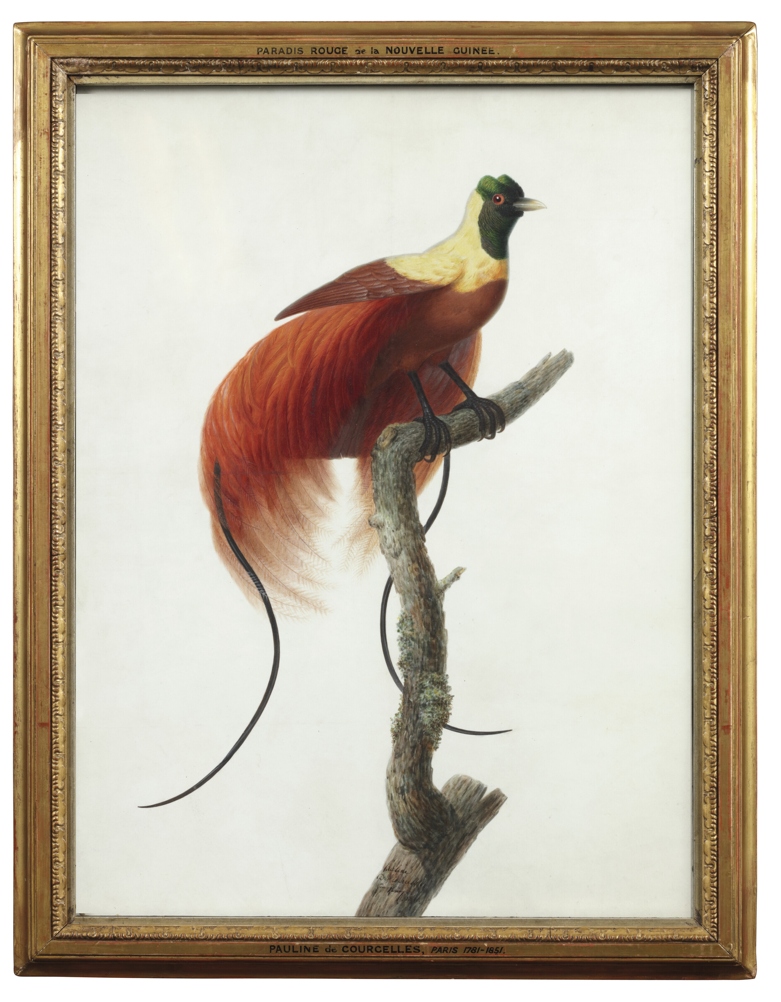 Pauline Knip, born de Courcelles (1781-1851), Bird-of-paradise (Uranornis Rubra) on a branch, 1811. Watercolour and bodycolour on vellum. 23⅝ x 17&frac34; in (60 x 45 cm). Sold for €100,800 on 22 November 2022 at Christie’s in Paris
