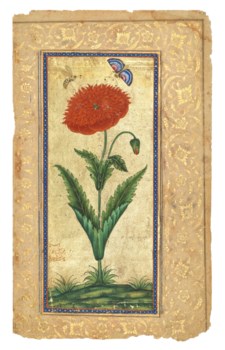 AN IMAGINARY POPPY, SIGNED MUHAMMAD IBRAHIM MASHHADI, DECCAN, INDIA ...