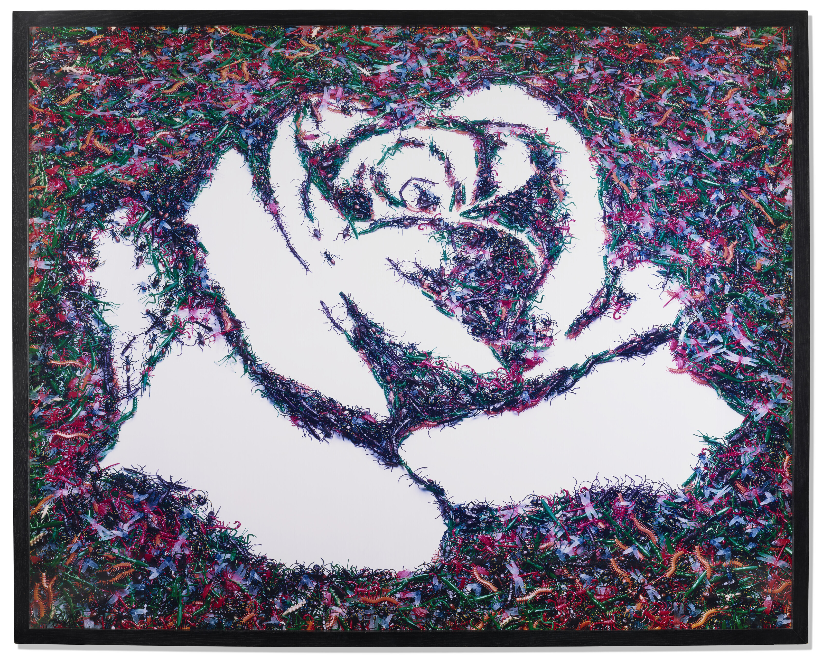 Catalog image of White Rose (from the Monad Series)