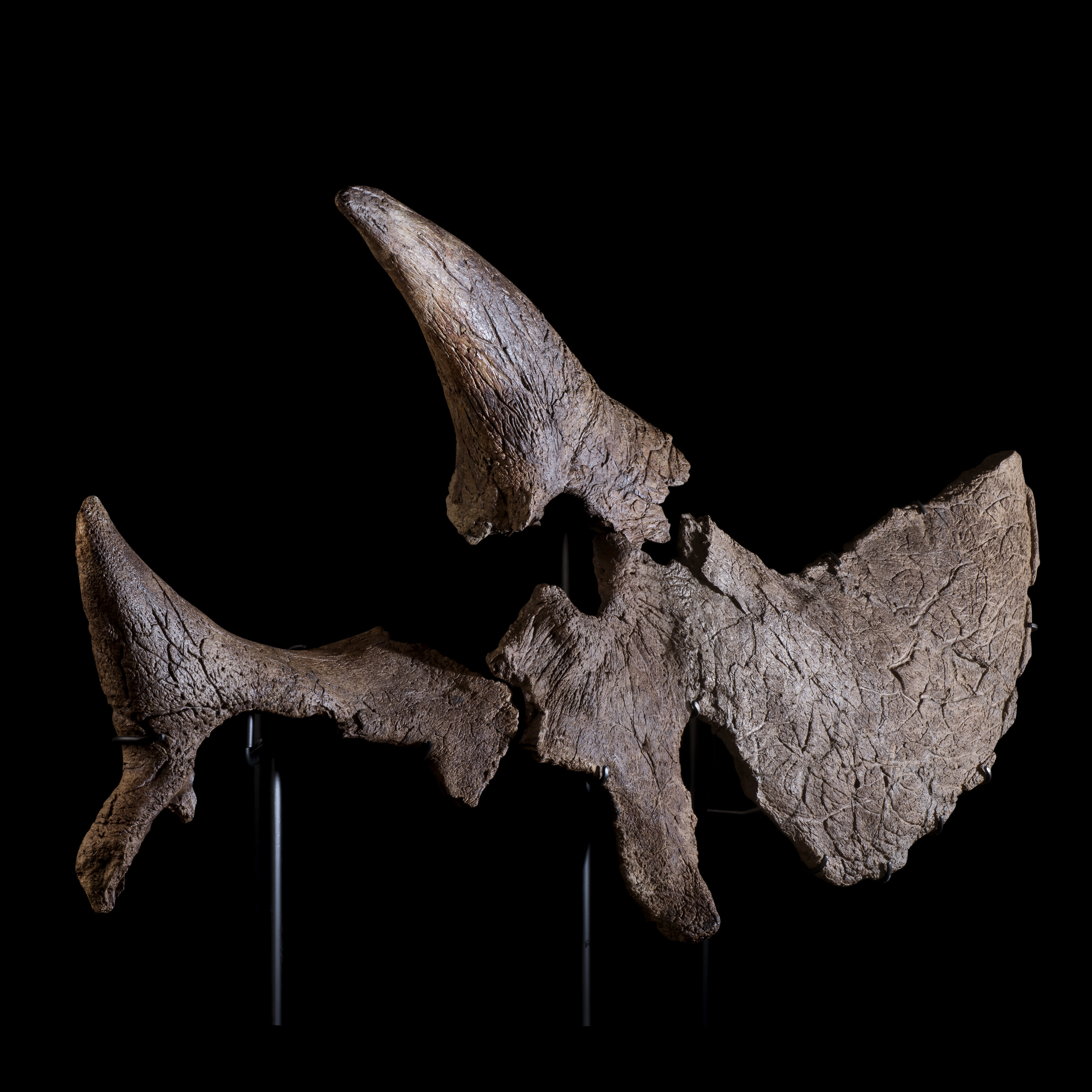 A sculptural partial skull of a Triceratops, Montana, USA. From the Maastrichtian, late Cretaceous (68-65 million years ago), sold for £94,500 on 24 May 2023 at Christie's Online
