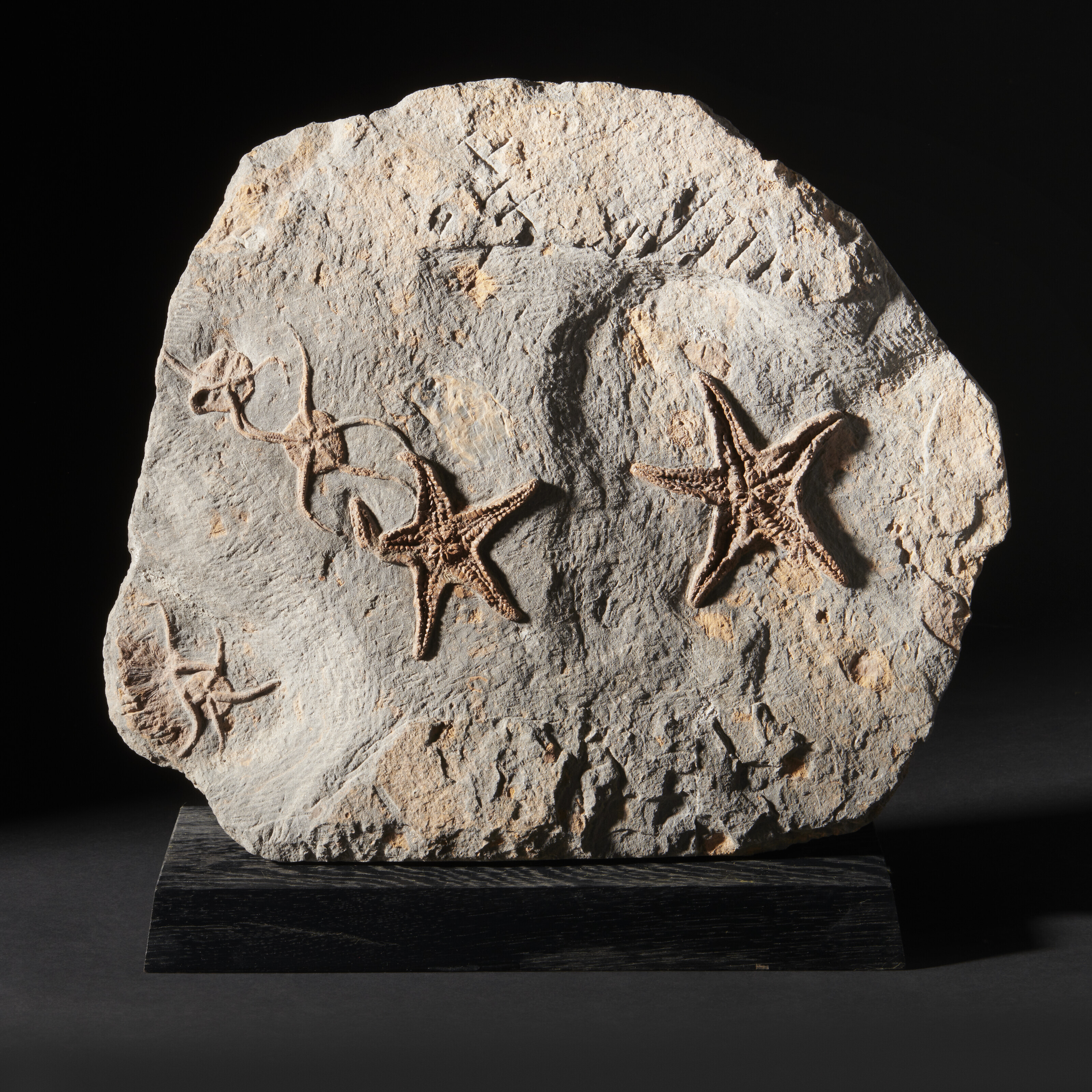 A fossil starfish plaque, Morocco. From the Ordovician (485 to 443 million years ago). 14 x 13 x 1 in (35.6 x 33 x 2.5 cm). Sold for £2,772 on 24 May 2023 at Christie’s Online