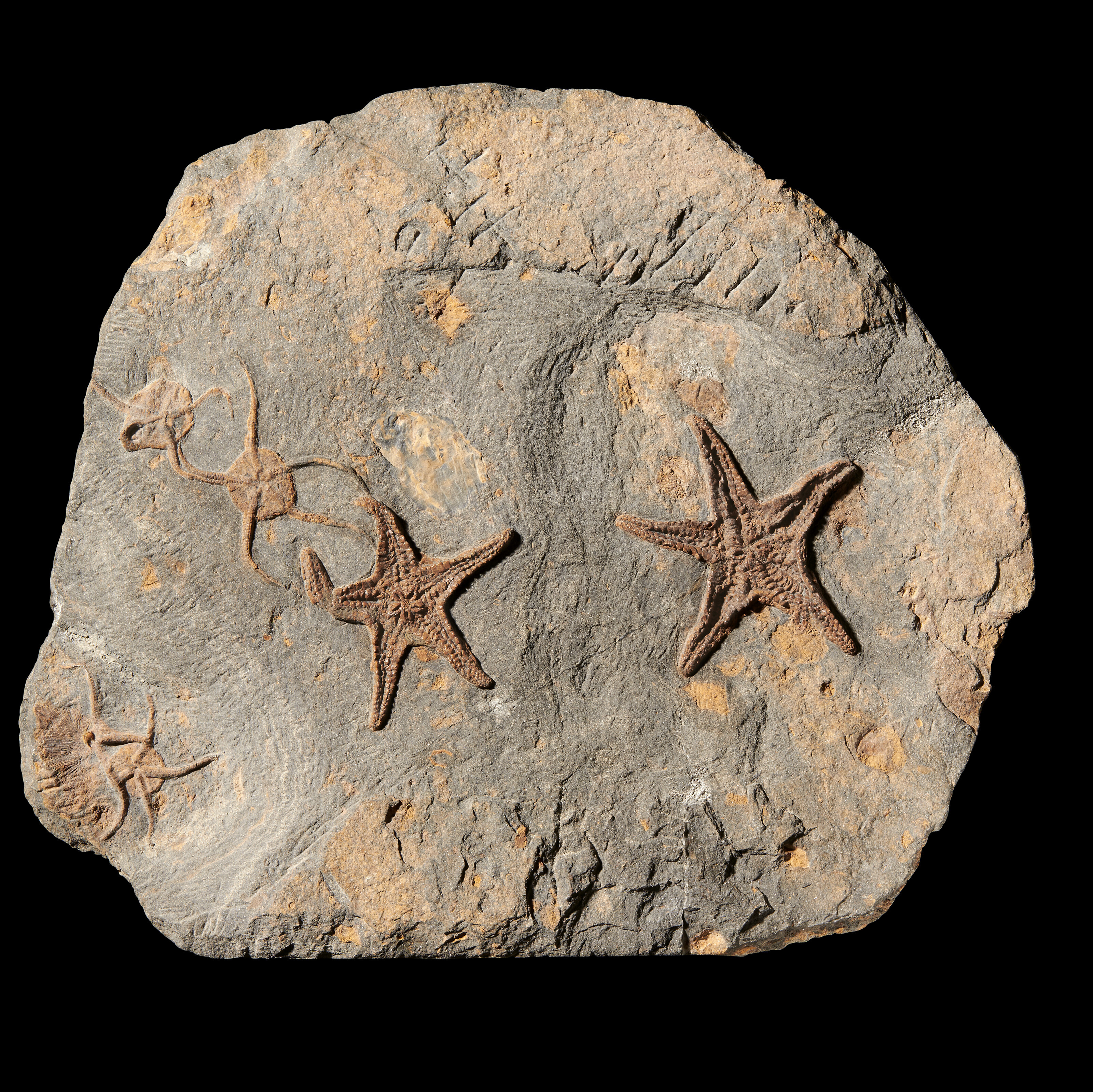 A FOSSIL STARFISH PLAQUE, Morocco | Christie's