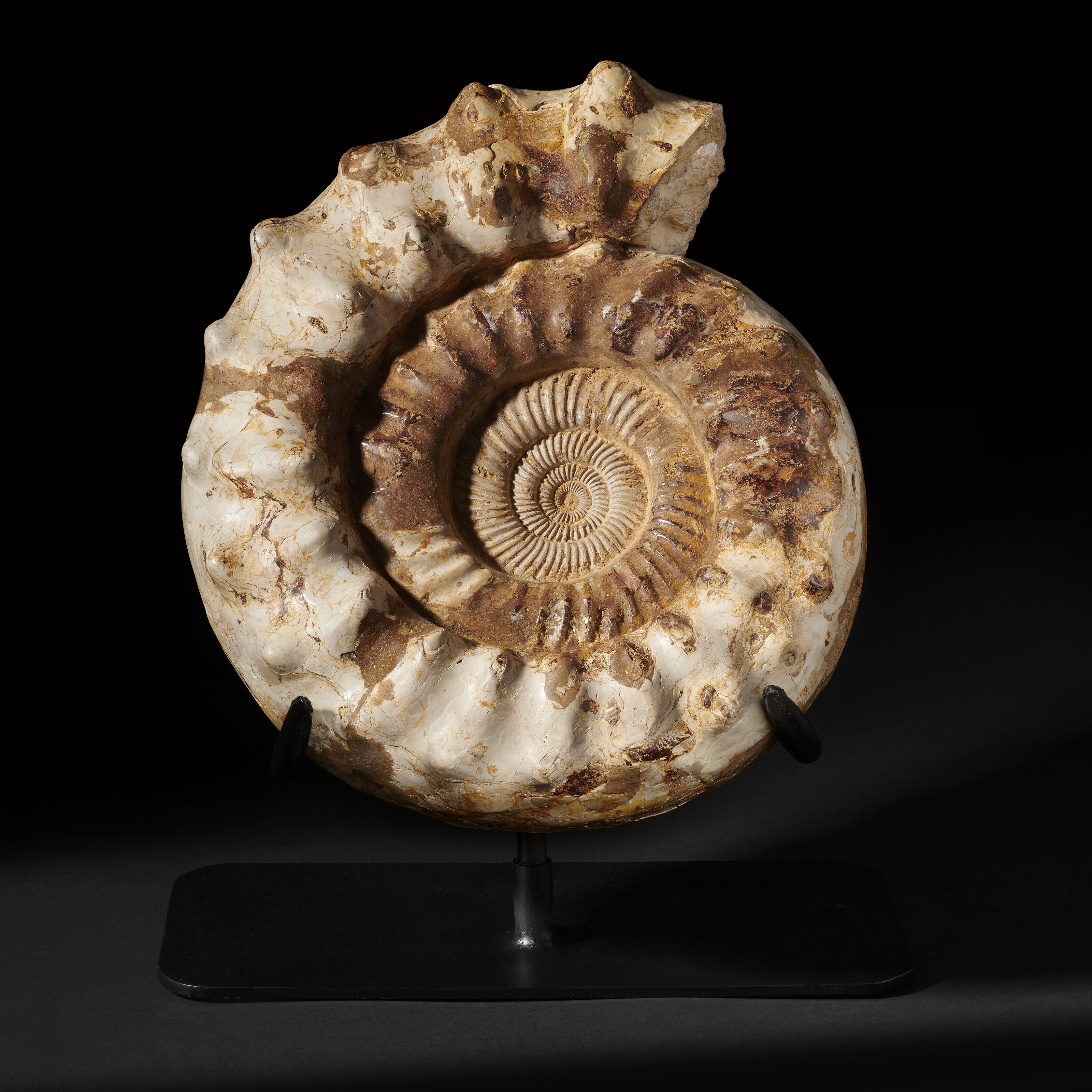 A large ammonite, Madagascar. From the Jurassic (201-145 million years ago). 15&frac34; x 13&frac34; x 6 in (40 x 34.9 x 15.2 cm). Sold for £2,394 on 24 May 2023 at Christie’s Online