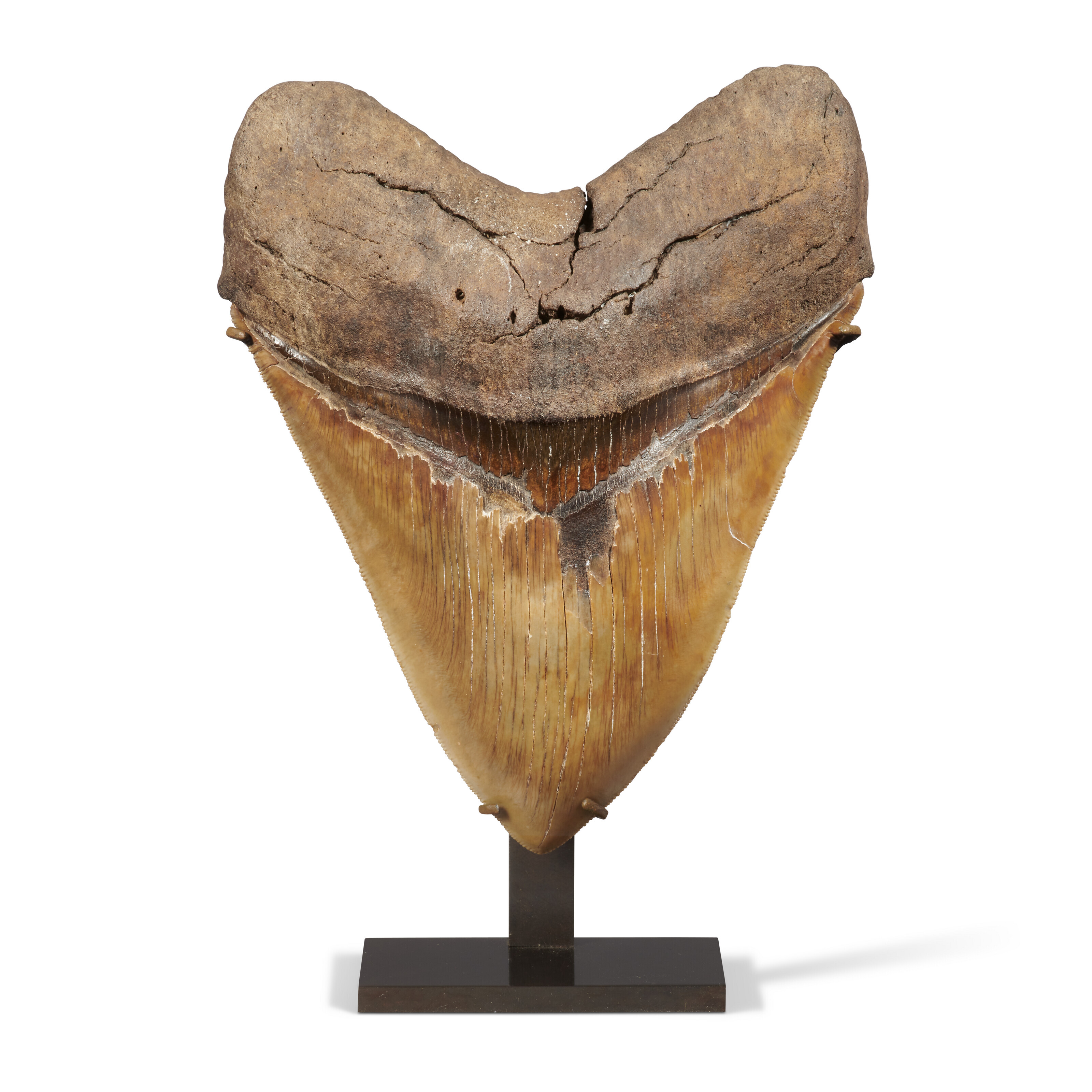 A very large megalodon tooth, Morgan river, South Carolina, USA. From the Langhian (16-14 million years ago), sold for £3,276 on 24 May 2023 at Christie's Online