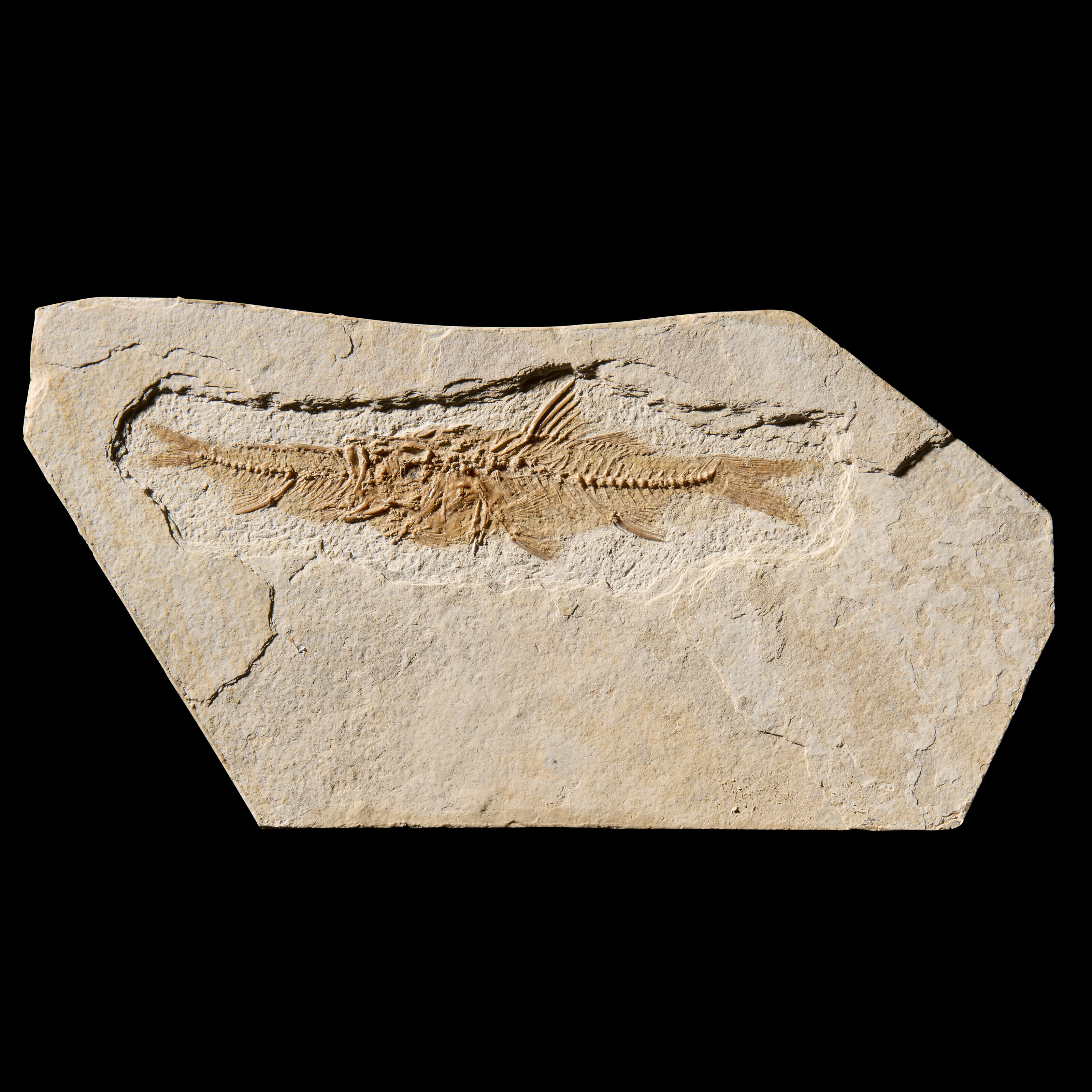 Fossil fish caught in the act of swallowing another, France. From the Eocene (circa 50 million years ago). 1⅛ x 6&frac12; in (3 x 16.5 cm). Sold for £3,024 on 24 May 2023 at Christie’s Online