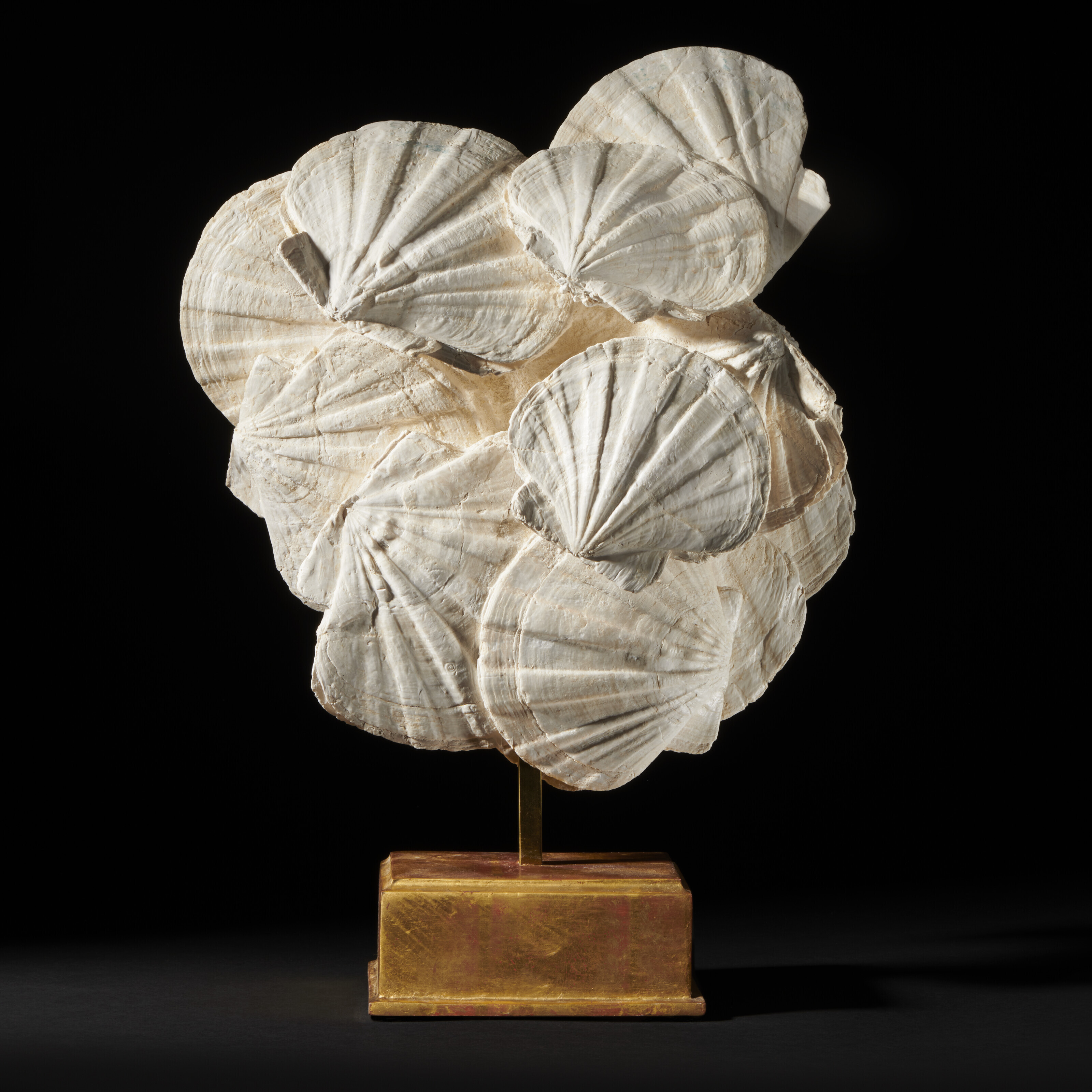 A group of fossilized scallops, Southern France. From the upper Miocene, Burdigalian (20-16 million years ago). 15&frac12; x 13&frac34; x 6 in (39.4 x 35 x 15.3 cm)