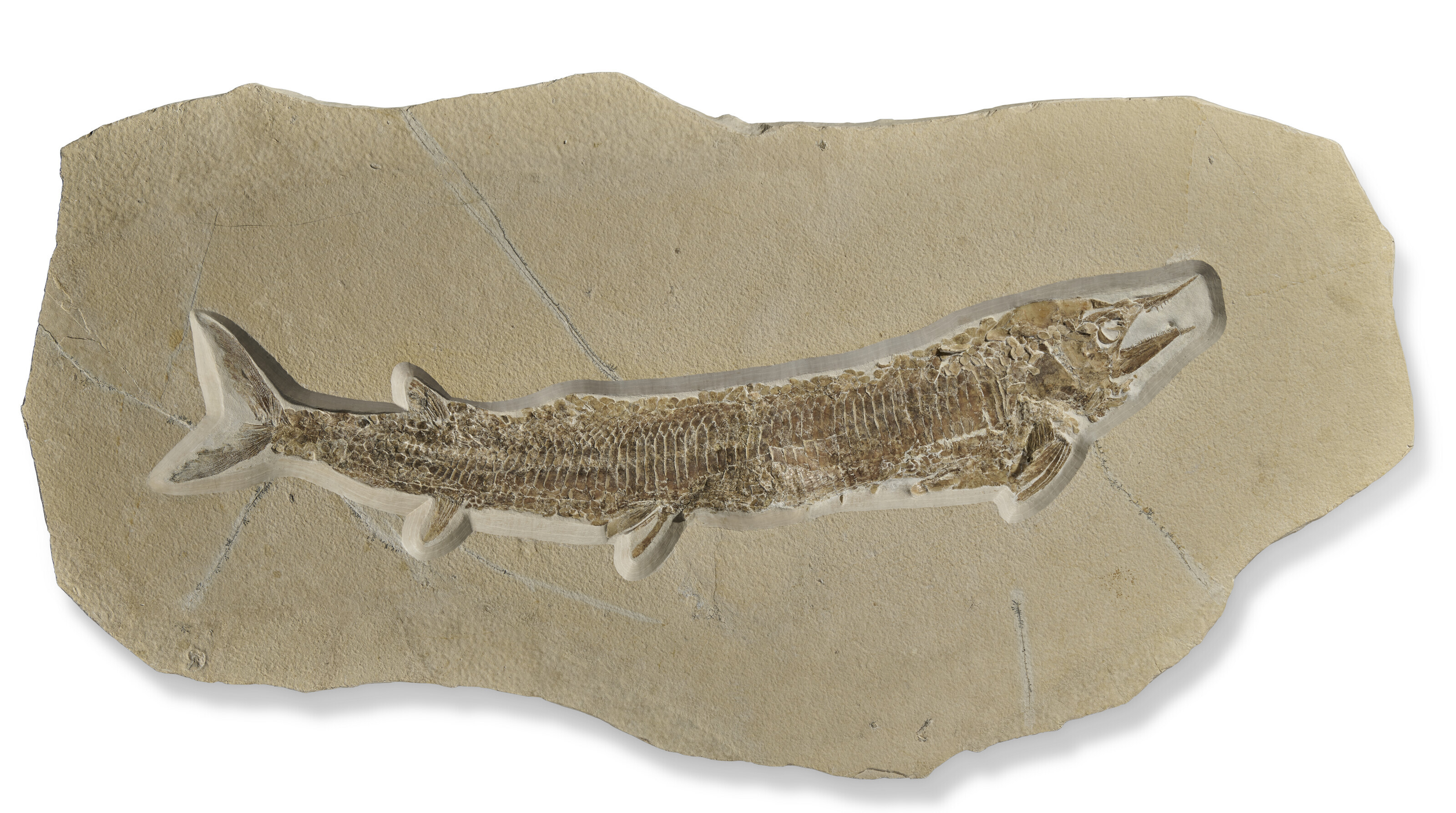 A large fossil fish, Solnhofen, Germany. From the Jurassic (circa 150 million years ago). 27&frac12; x 52&frac34; x 1 1/7 in (70 x 134 x 3 cm)